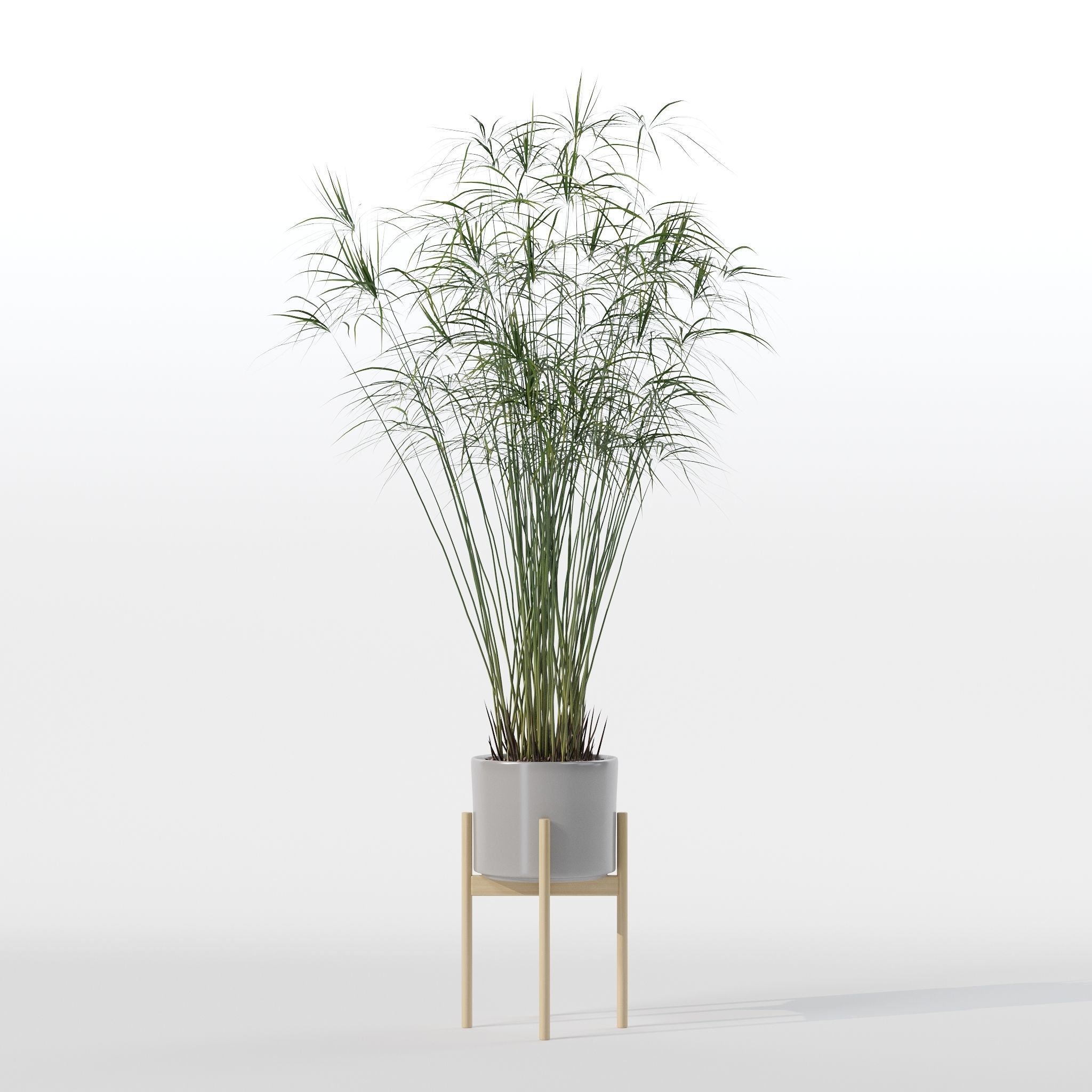 Cyperus papyrus in modern flower pot 3D model_20