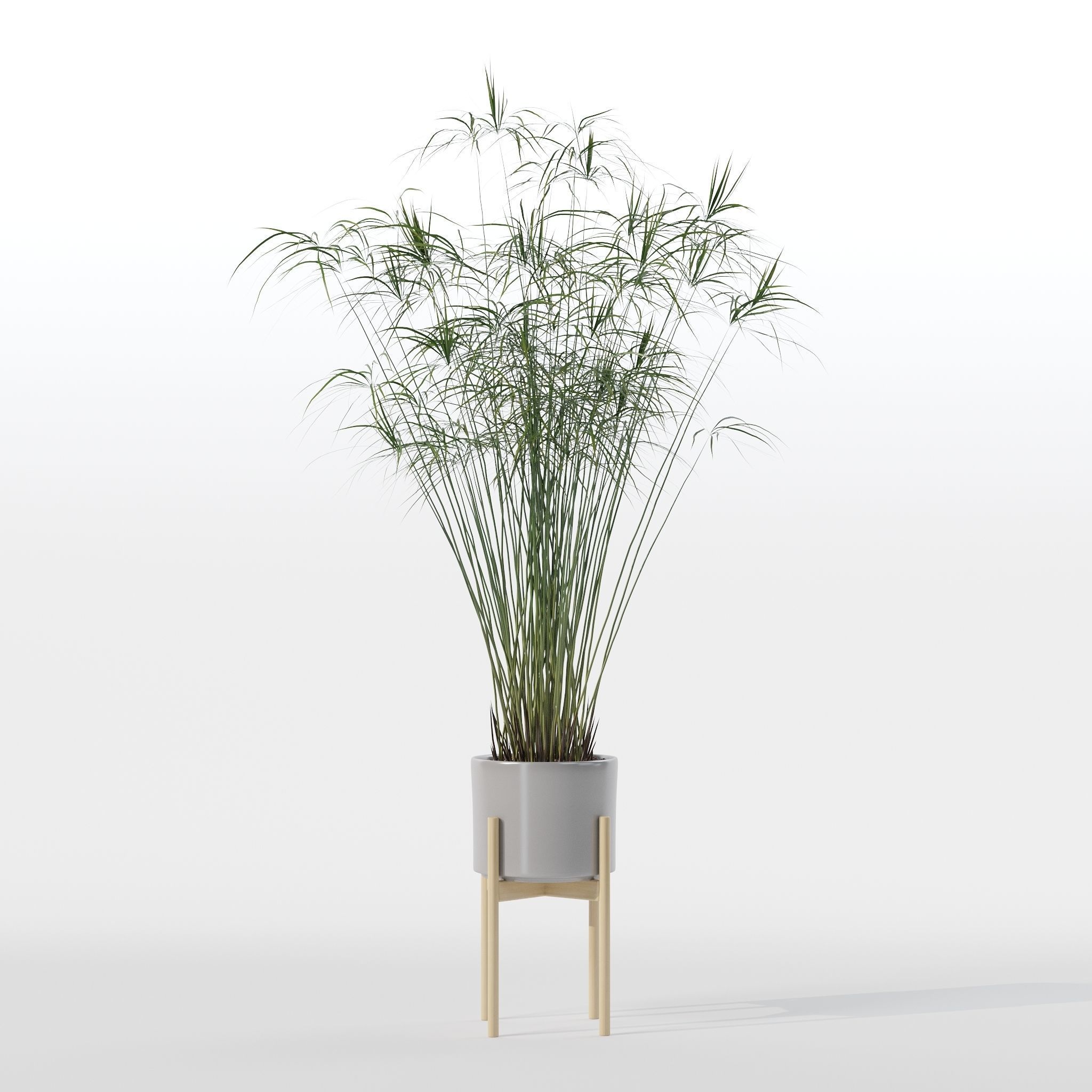 Cyperus papyrus in modern flower pot 3D model_12