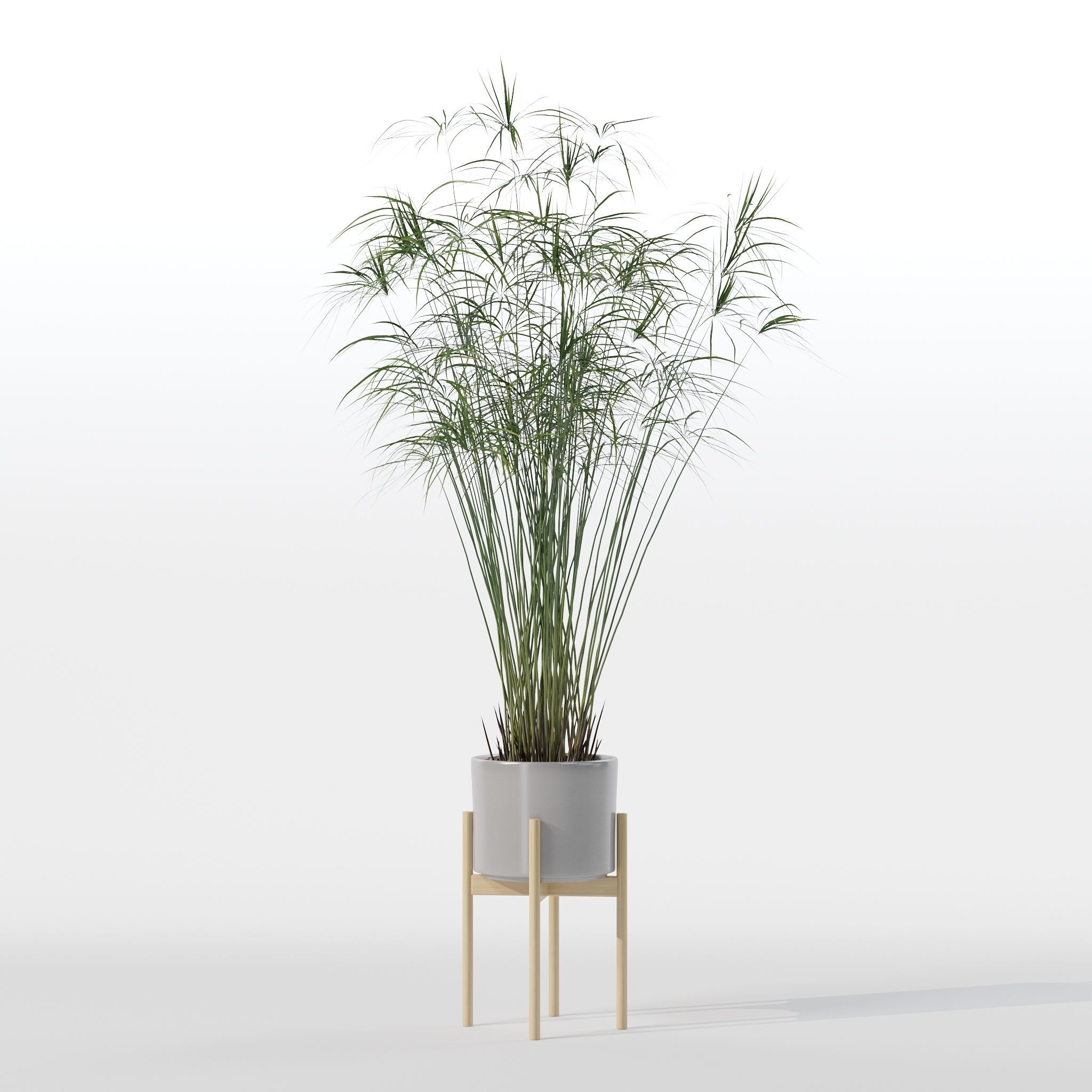 Cyperus papyrus in modern flower pot 3D model_9