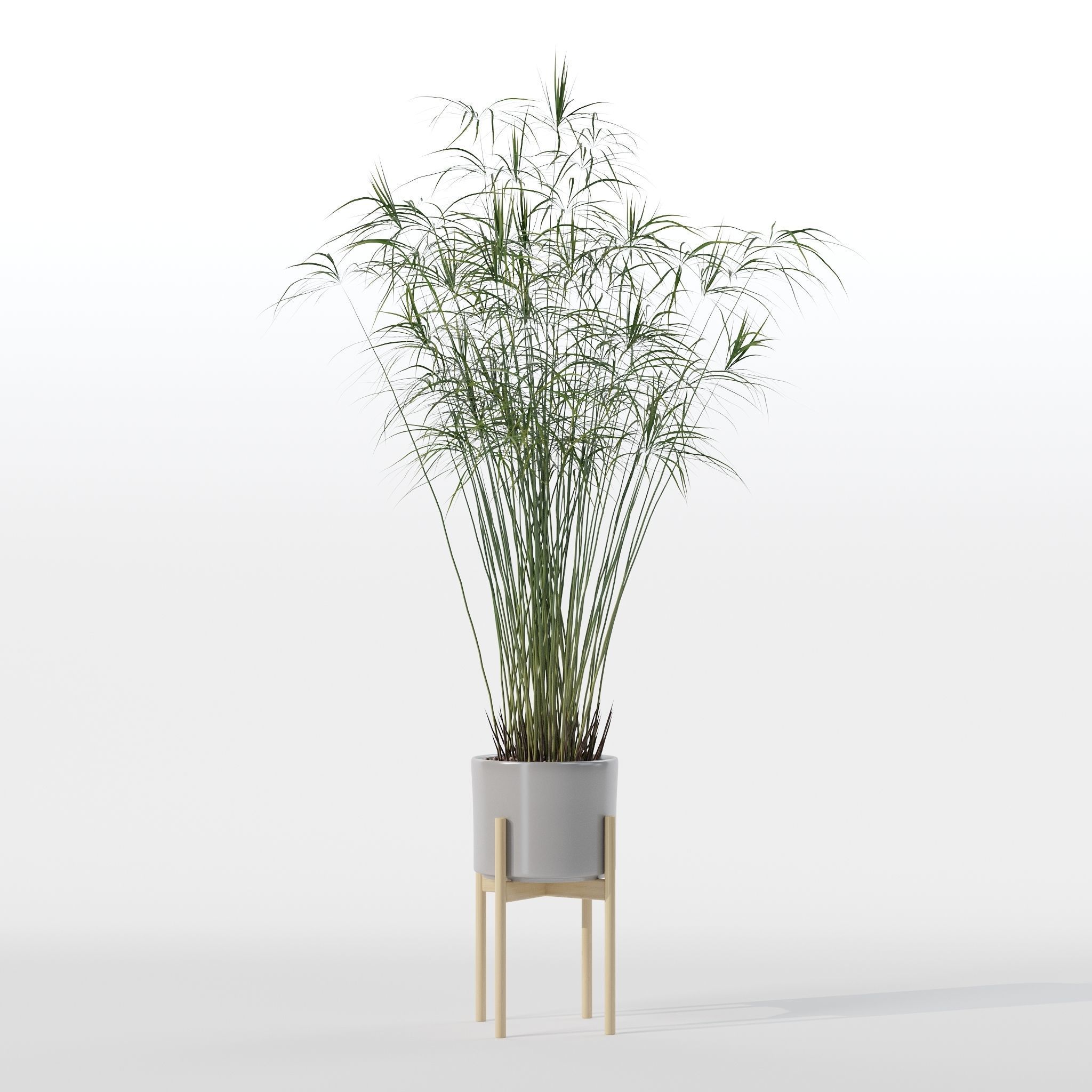 Cyperus papyrus in modern flower pot 3D model_26