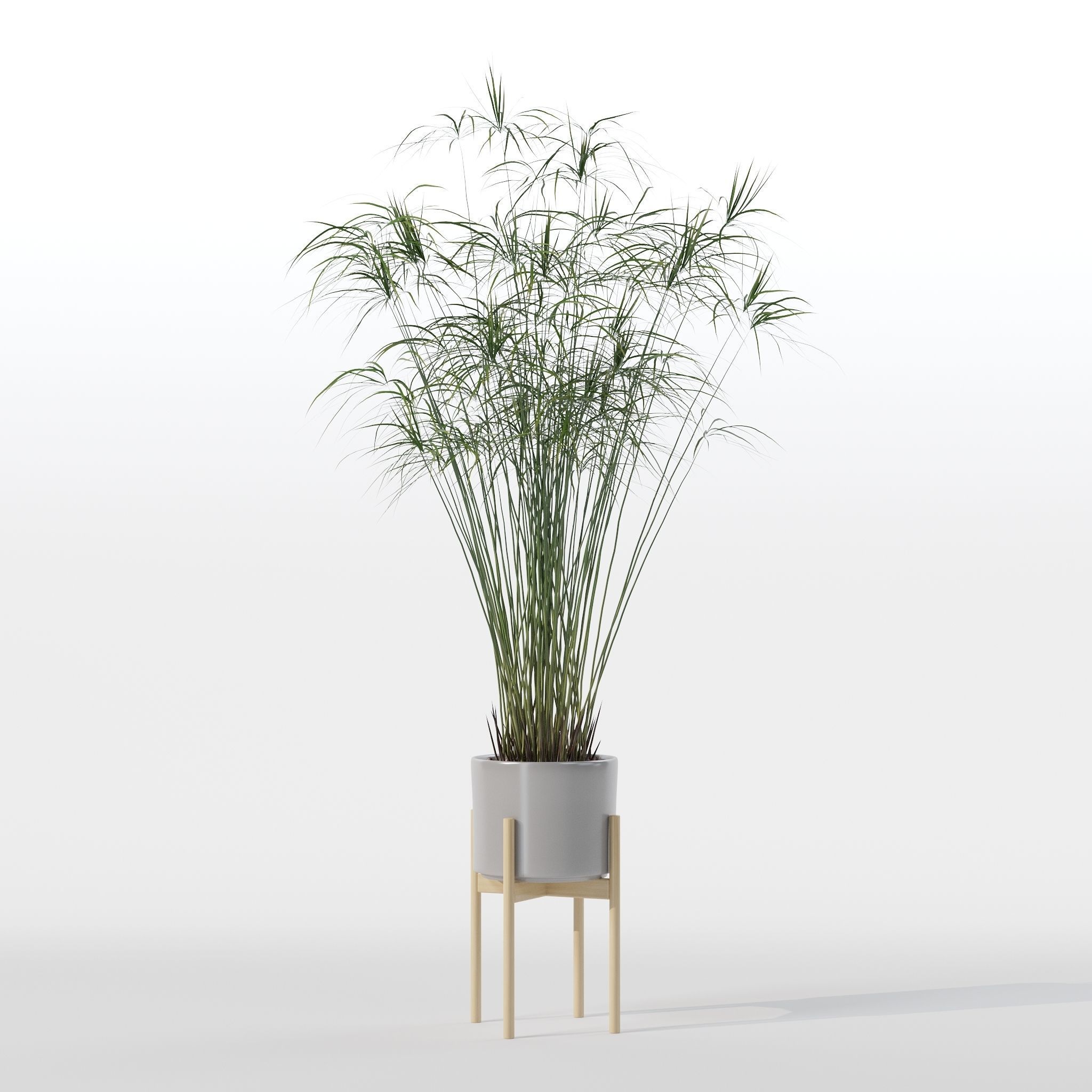 Cyperus papyrus in modern flower pot 3D model_11