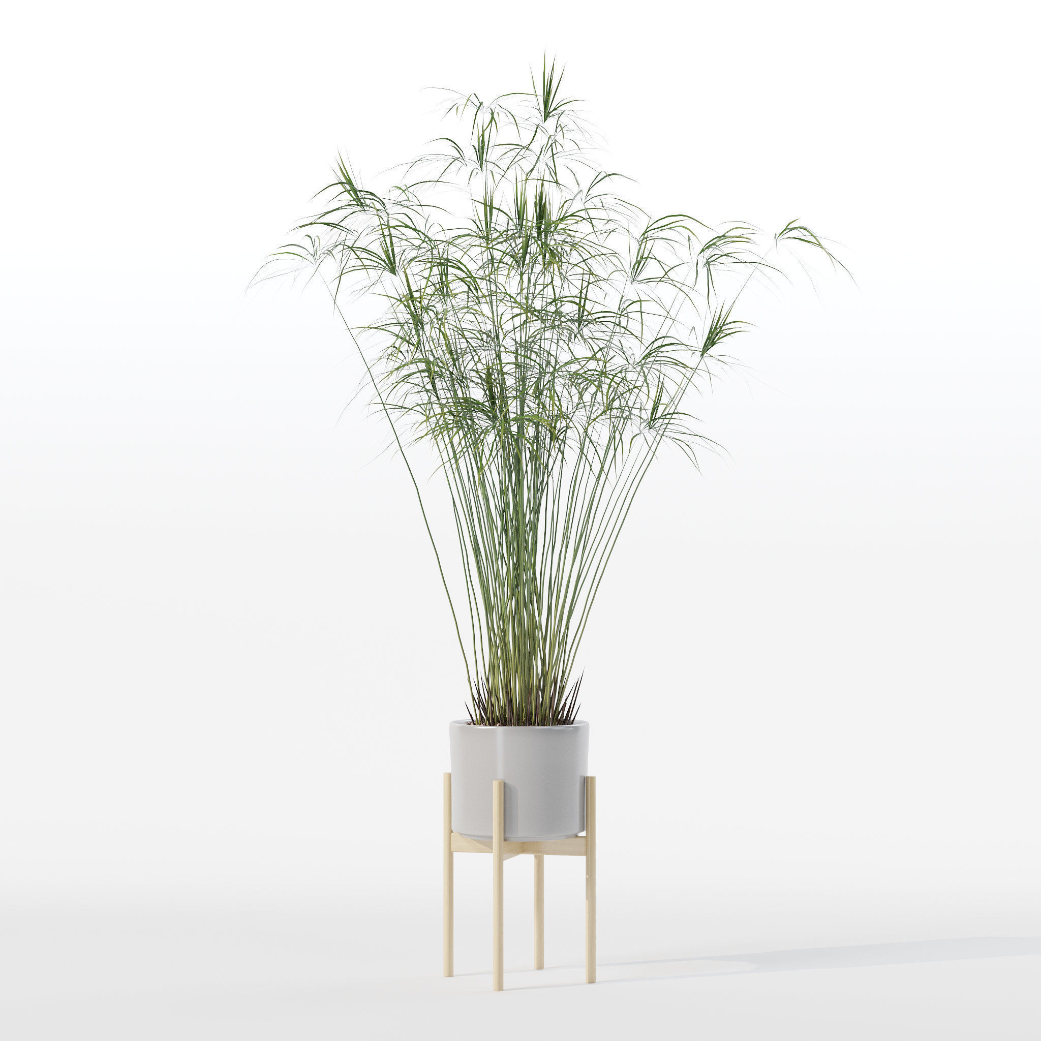 Cyperus papyrus in modern flower pot 3D model_6