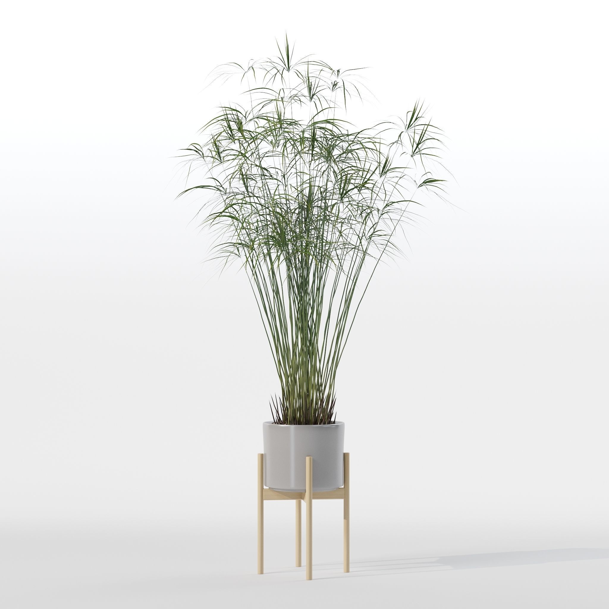 Cyperus papyrus in modern flower pot 3D model_30
