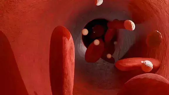 Blood cells inside vein