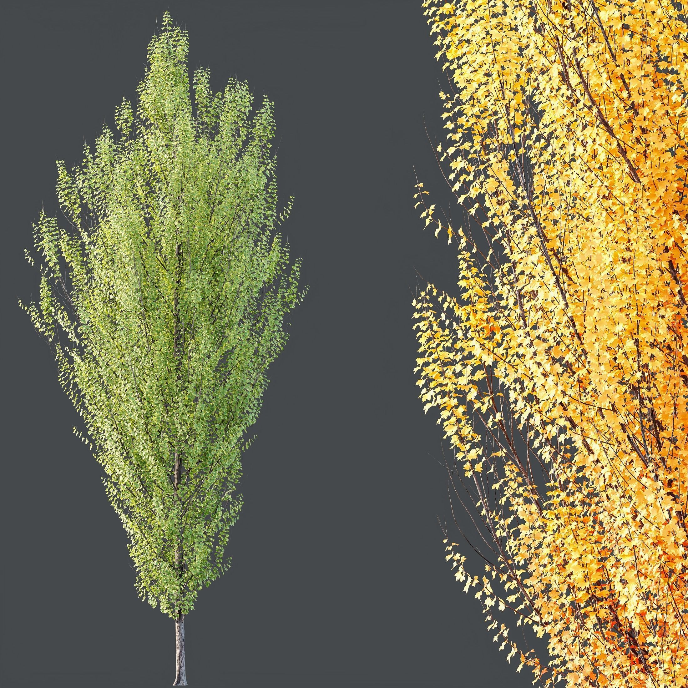 Plants Acer freemanii Freeman Maple Sapindaceae Armstrong Set03 3D model_3