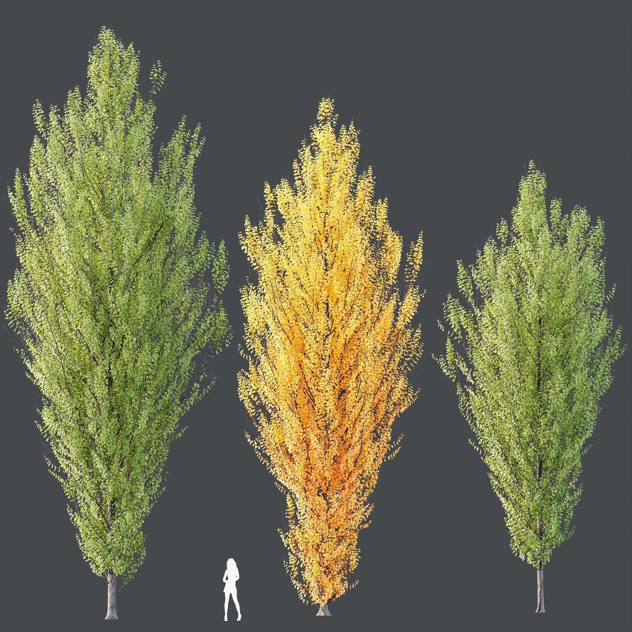 Plants Acer freemanii Freeman Maple Sapindaceae Armstrong Set03 3D model_1