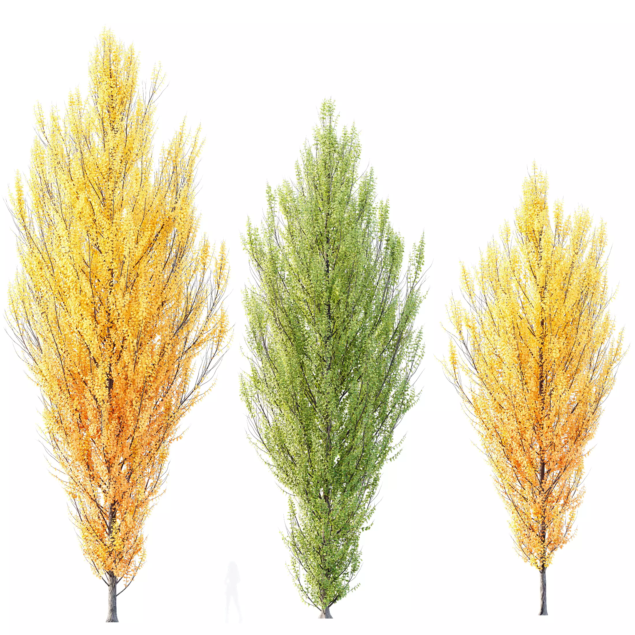 Plants Acer freemanii Freeman Maple Sapindaceae Armstrong Set03 3D model_0