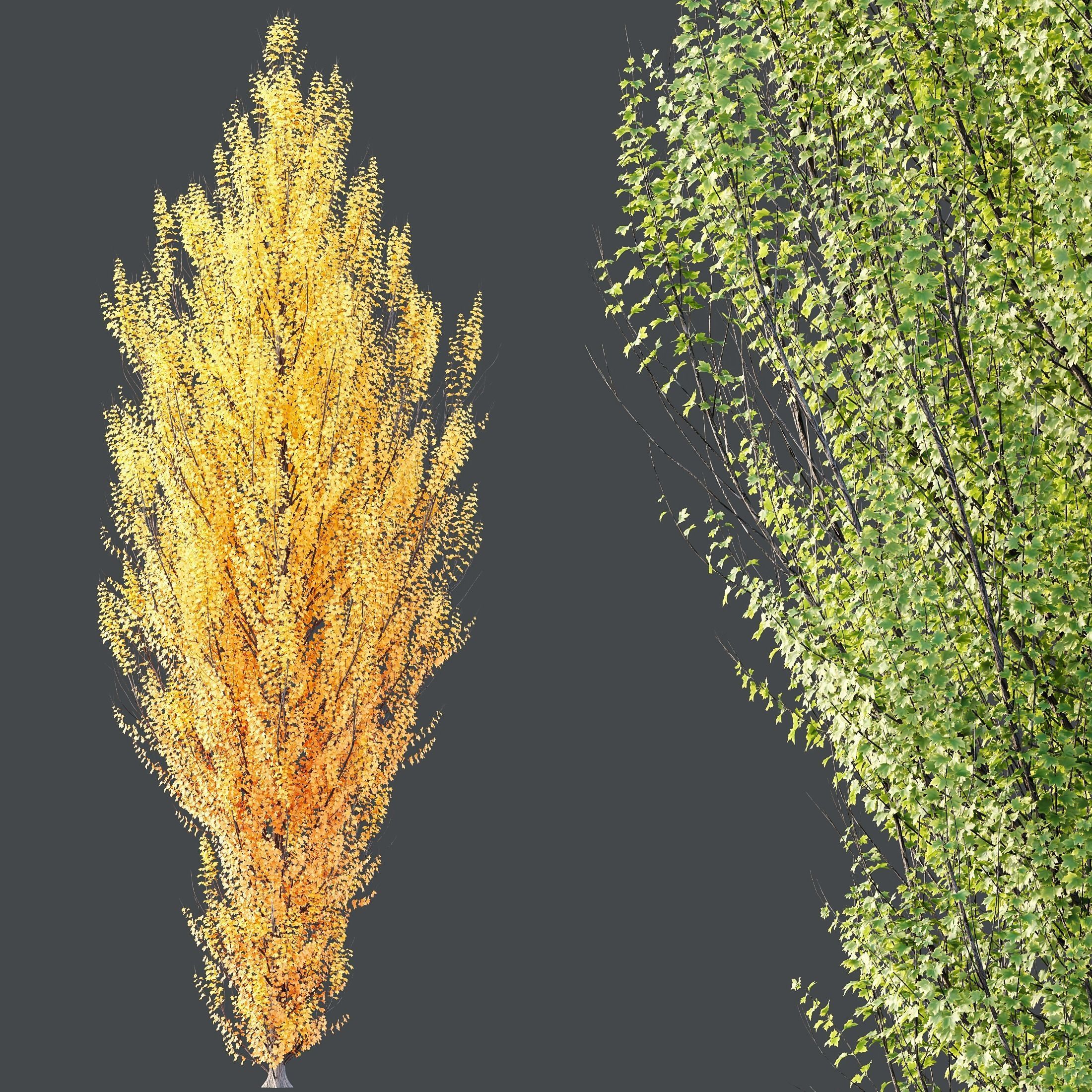 Plants Acer freemanii Freeman Maple Sapindaceae Armstrong Set03 3D model_2