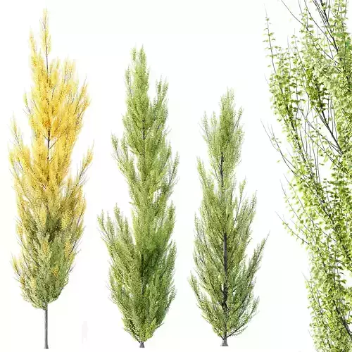 Plants Acer freemanii Freeman Maple Sapindaceae Armstrong Set02 3D model