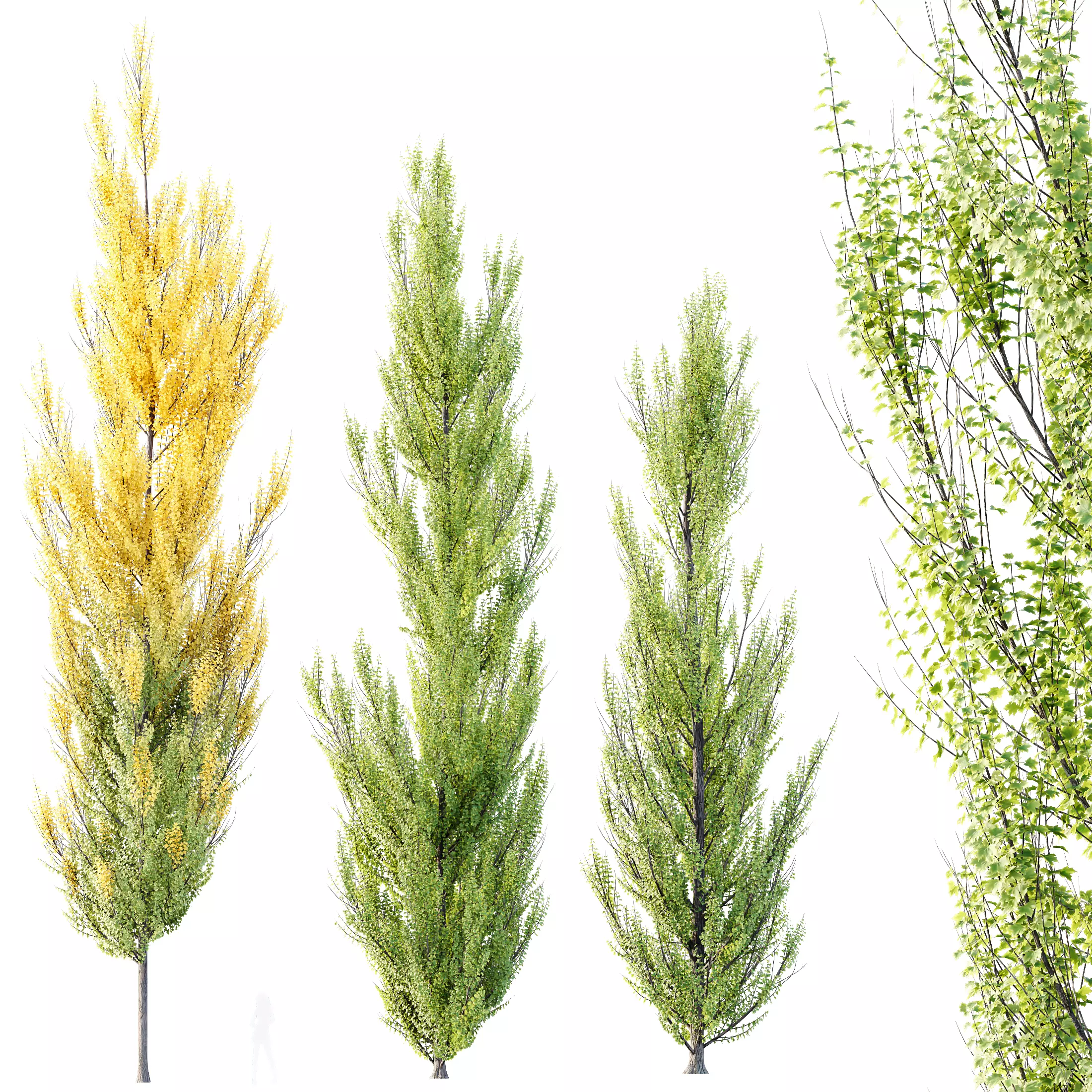 Plants Acer freemanii Freeman Maple Sapindaceae Armstrong Set02 3D model