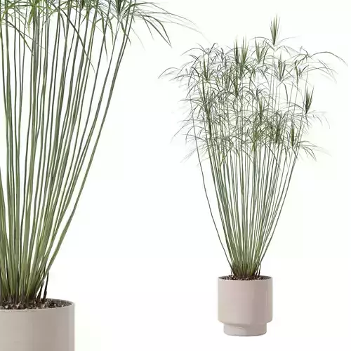 Cyperus papyrus in modern flower pot