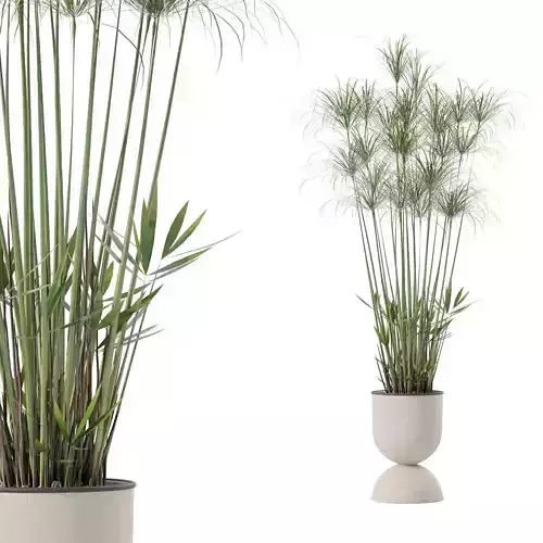 Cyperus nofretete in modern flower pot