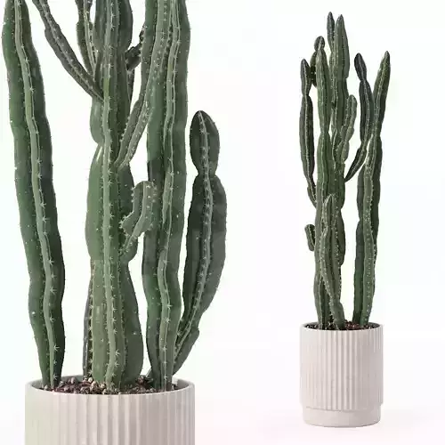 Euphorbia candelabrum in modern flower pot