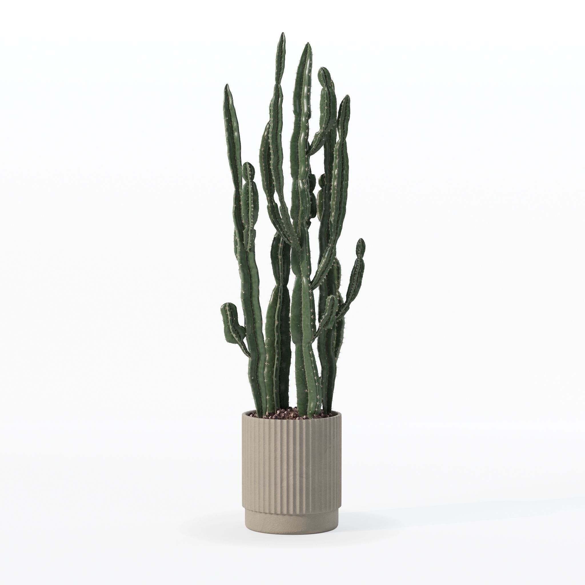 Euphorbia candelabrum cactus in modern flowerpot 3D model_28