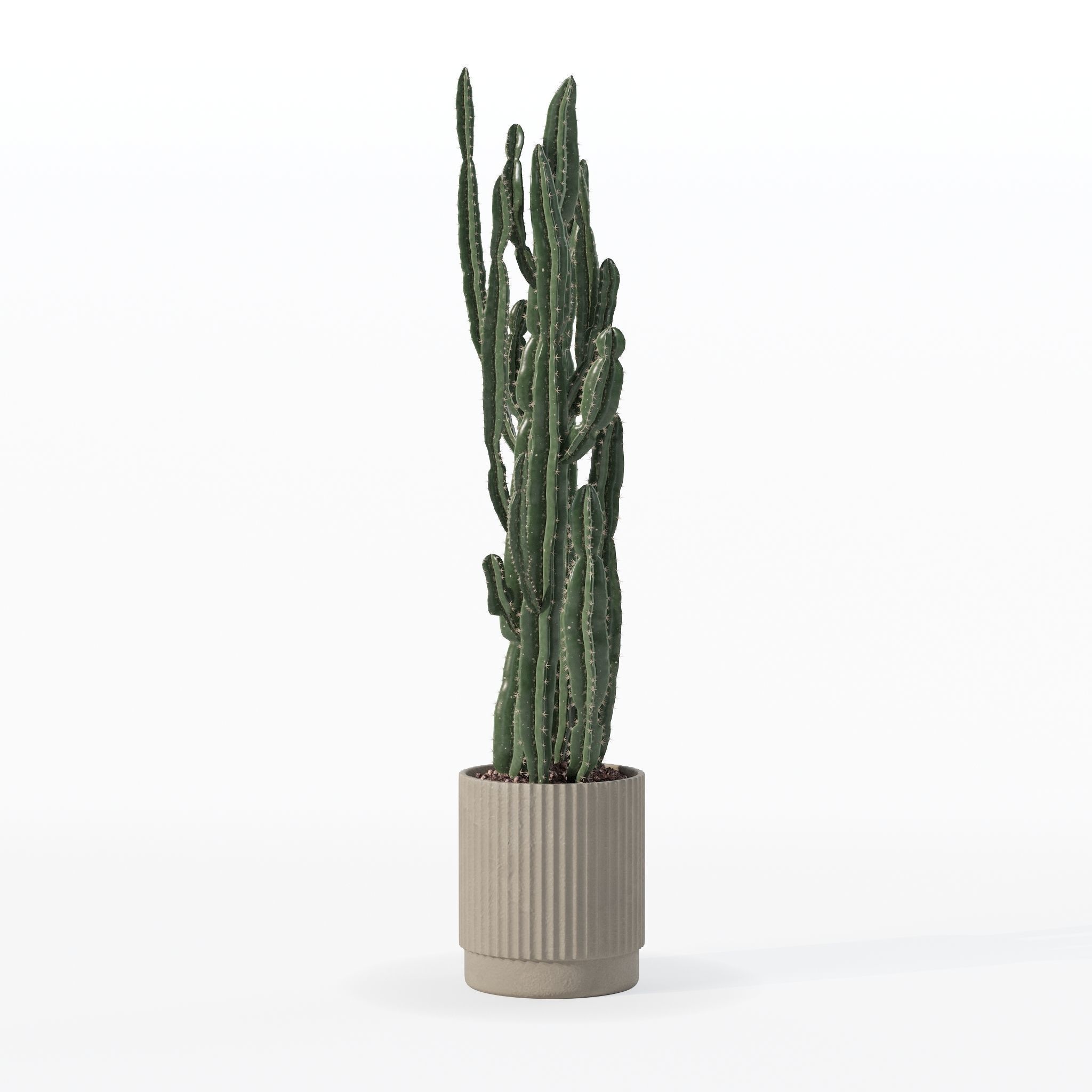 Euphorbia candelabrum cactus in modern flowerpot 3D model_13