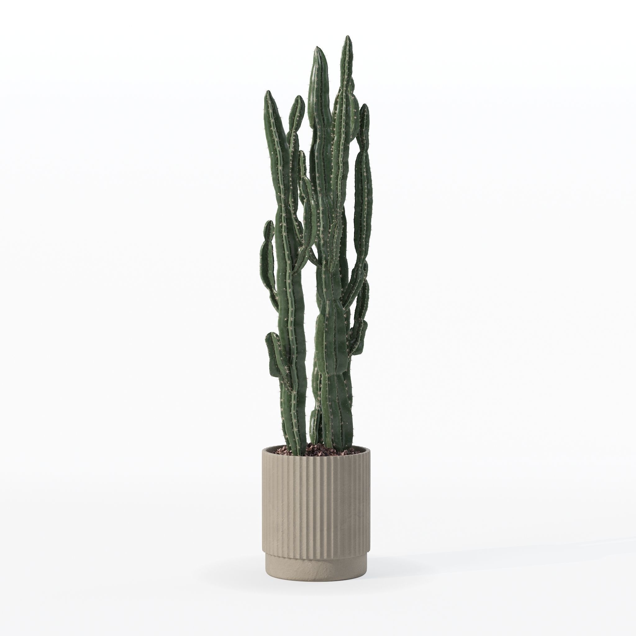 Euphorbia candelabrum cactus in modern flowerpot 3D model_24