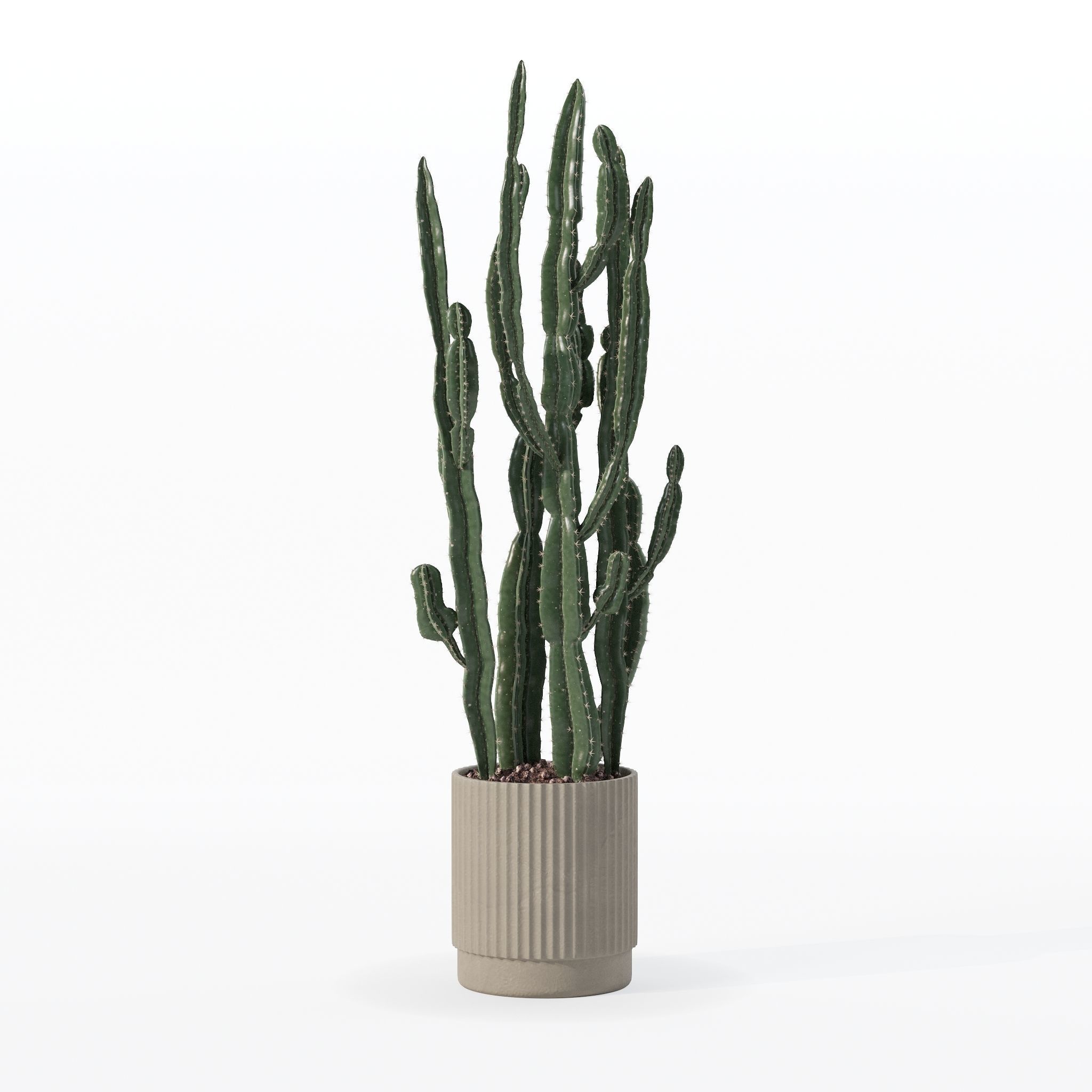 Euphorbia candelabrum cactus in modern flowerpot 3D model_5