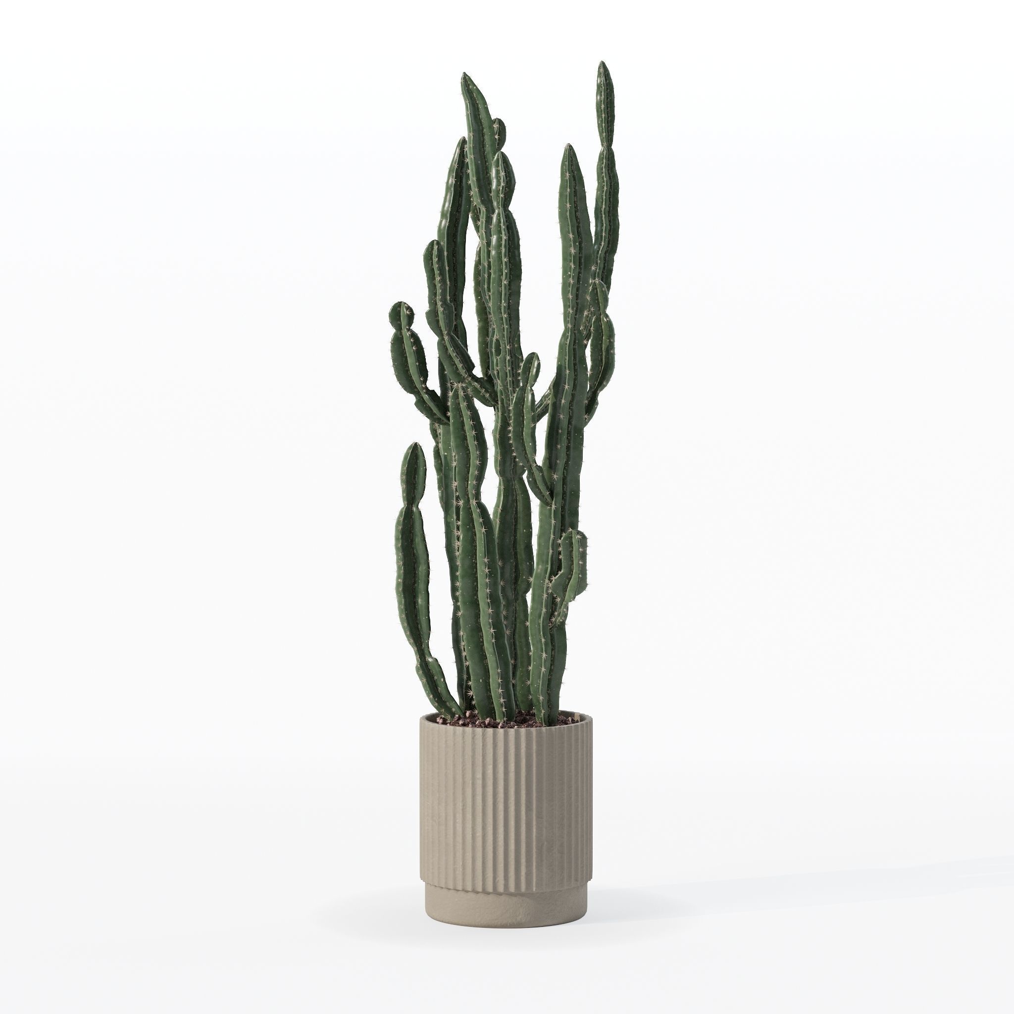 Euphorbia candelabrum cactus in modern flowerpot 3D model_19