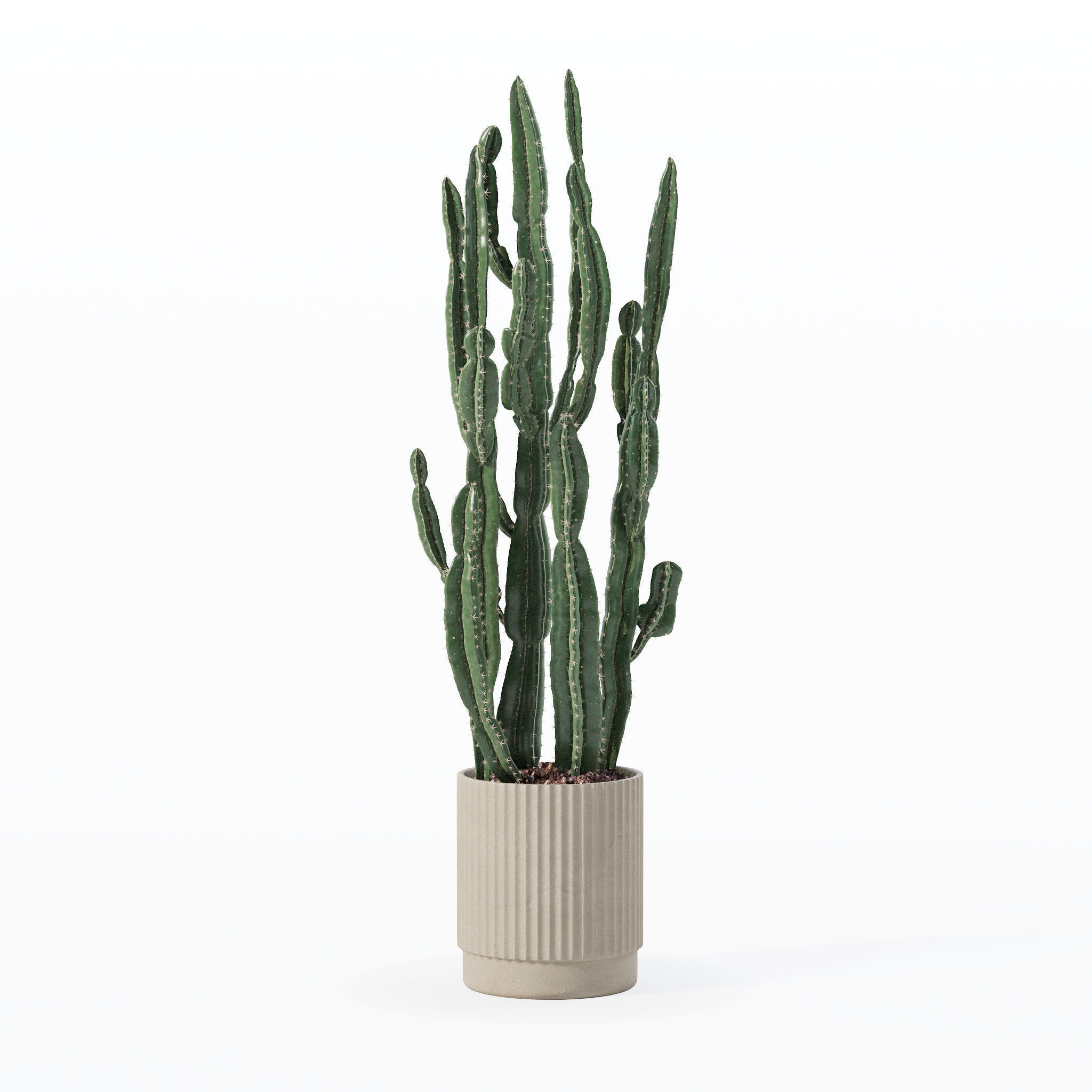Euphorbia candelabrum cactus in modern flowerpot 3D model_4