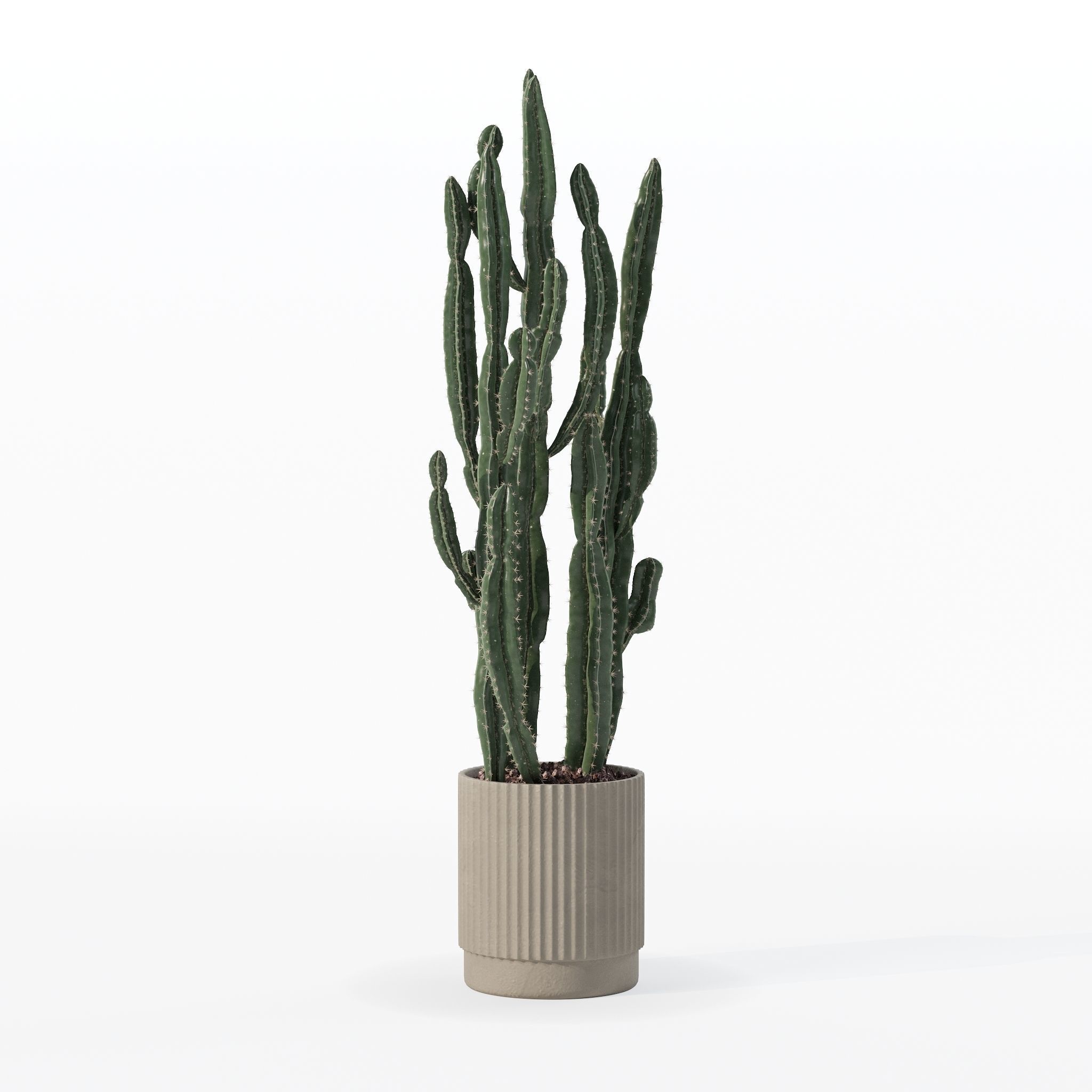 Euphorbia candelabrum cactus in modern flowerpot 3D model_15