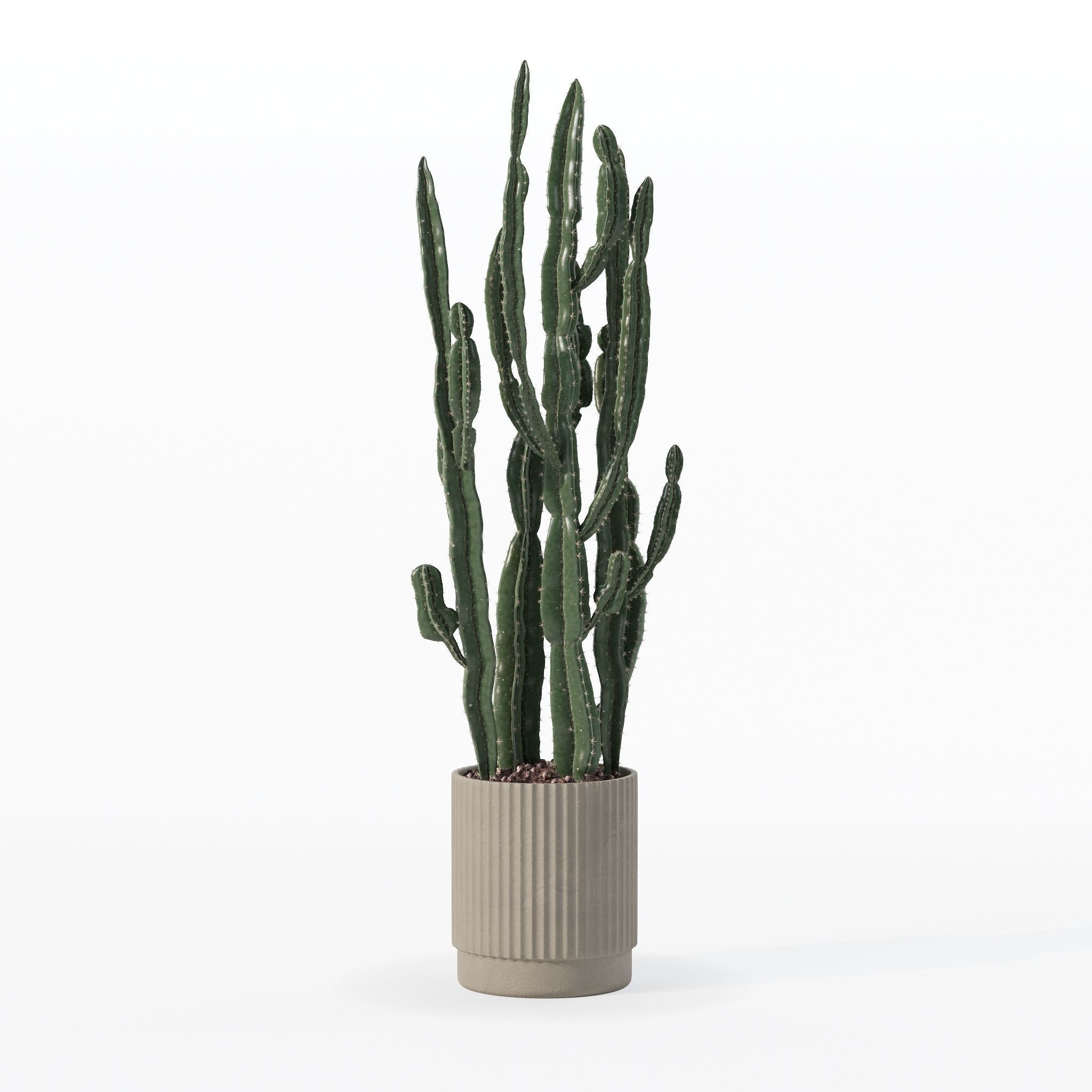 Euphorbia candelabrum cactus in modern flowerpot 3D model_21