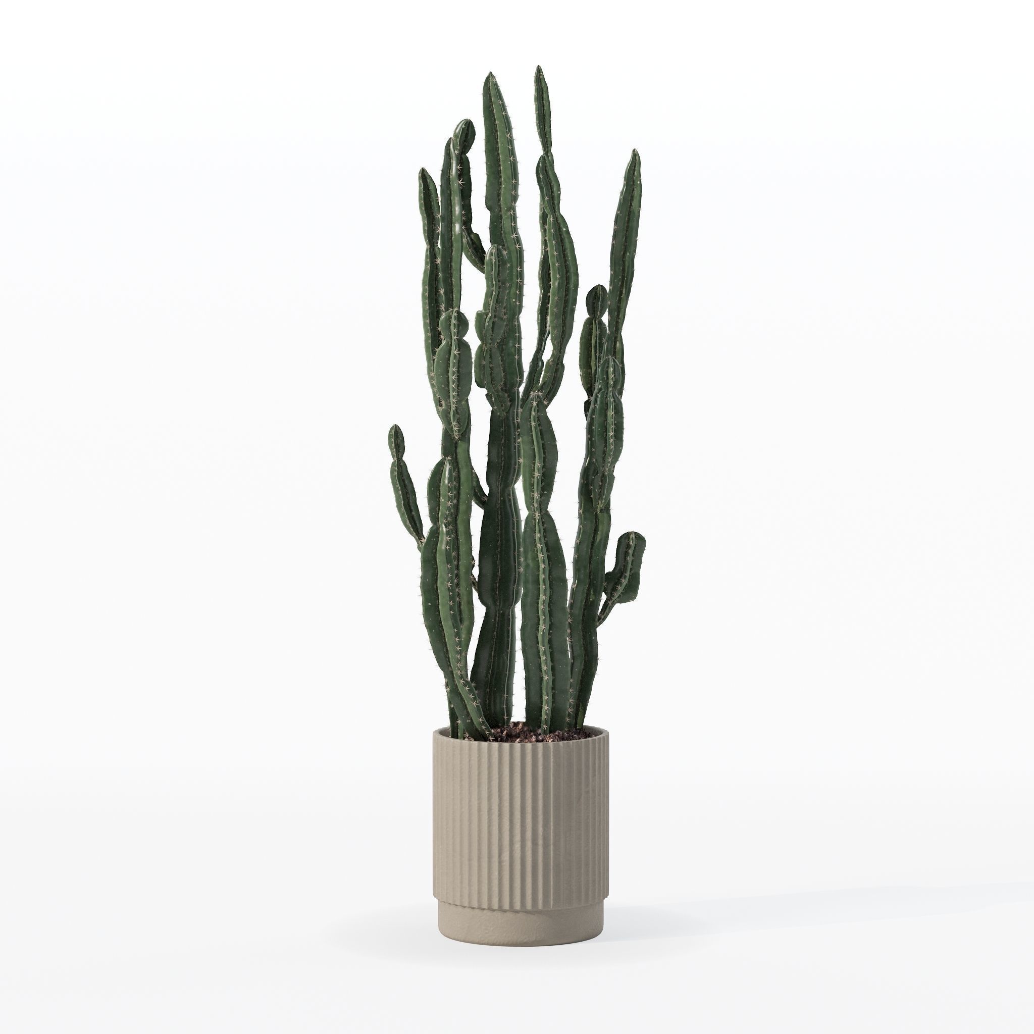 Euphorbia candelabrum cactus in modern flowerpot 3D model_16