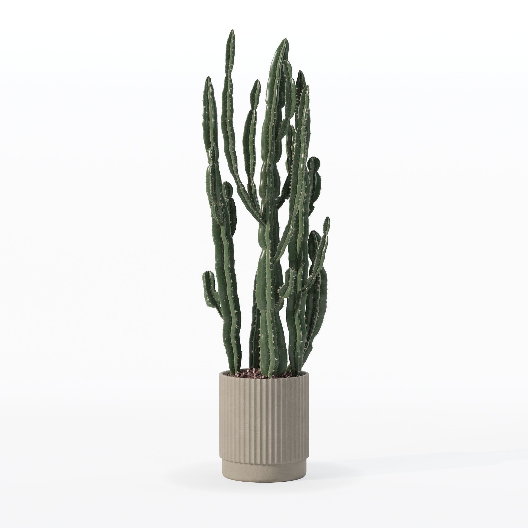 Euphorbia candelabrum cactus in modern flowerpot 3D model_8