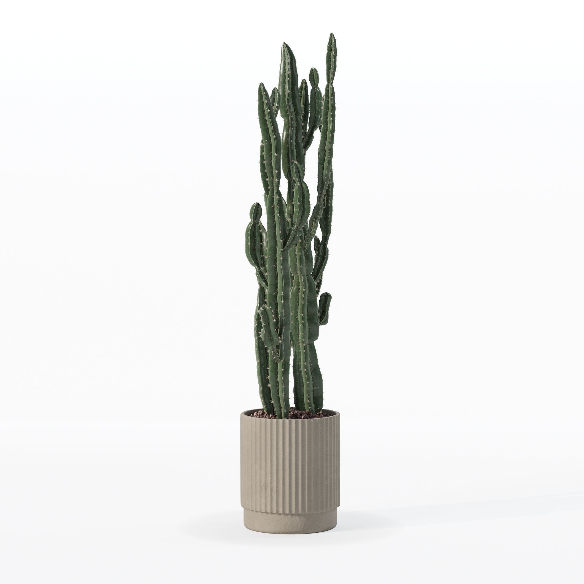 Euphorbia candelabrum cactus in modern flowerpot 3D model_23