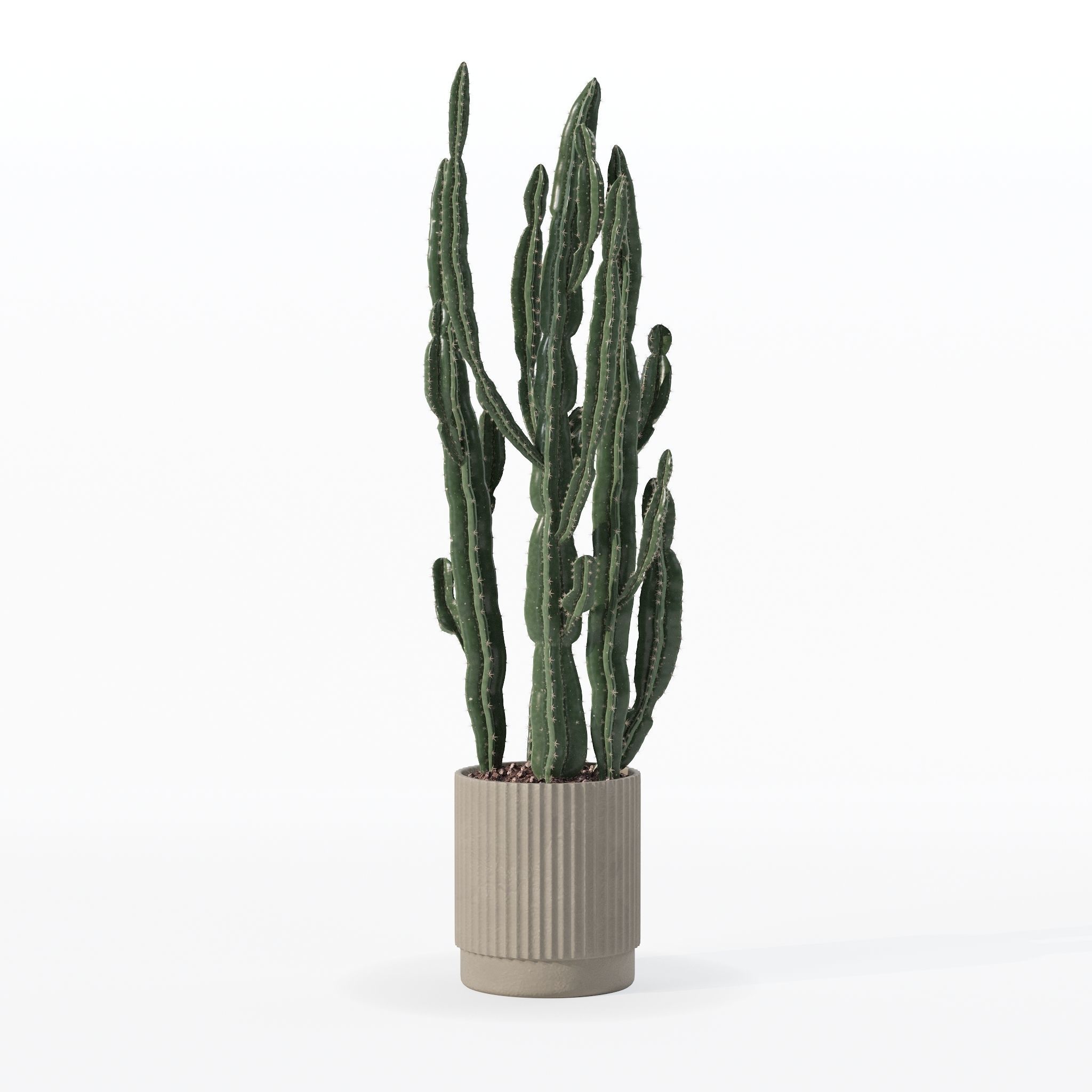 Euphorbia candelabrum cactus in modern flowerpot 3D model_9