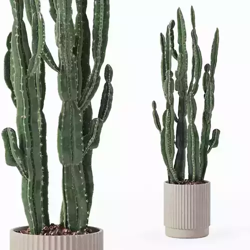 Euphorbia candelabrum cactus in modern flowerpot