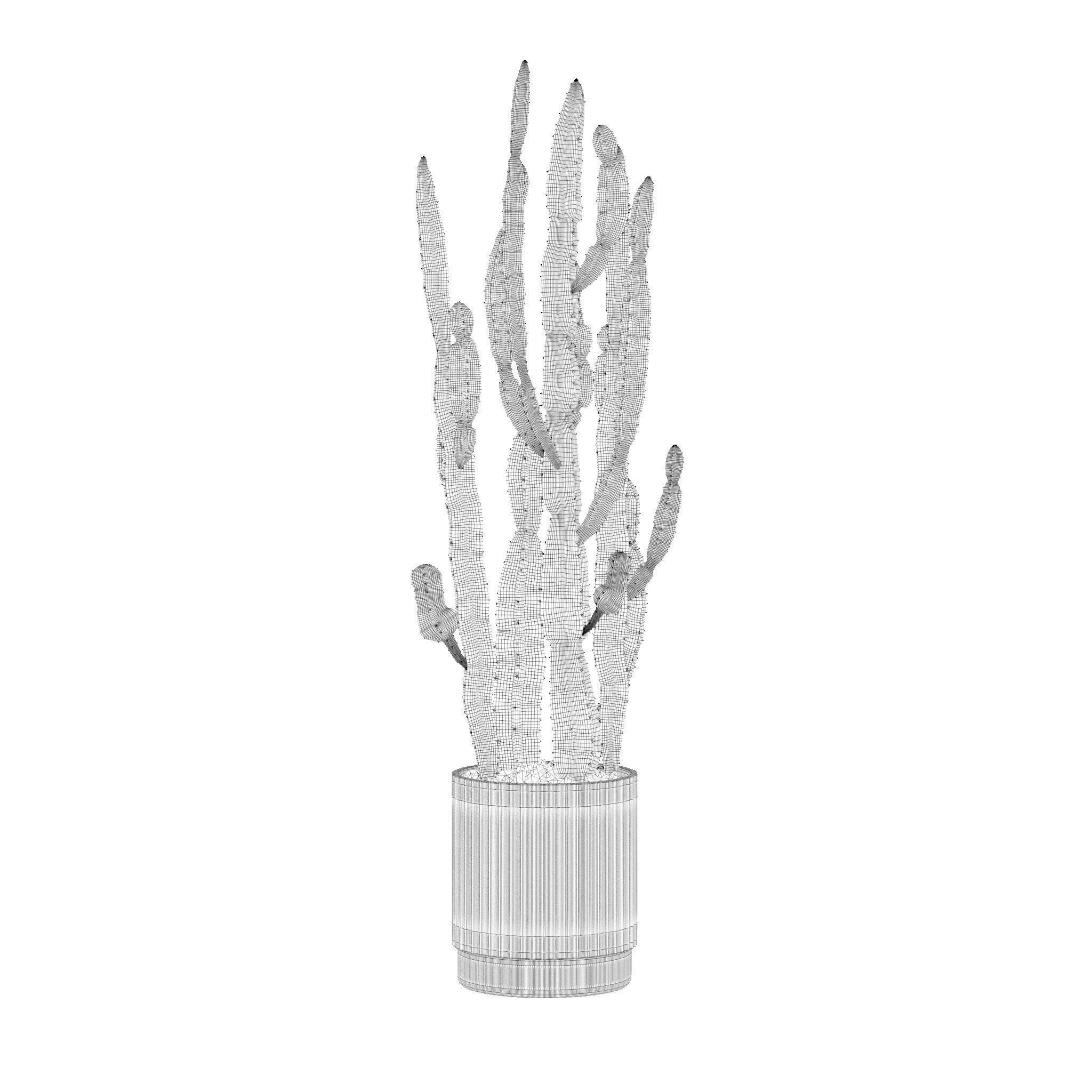Euphorbia candelabrum cactus in modern flowerpot 3D model_1