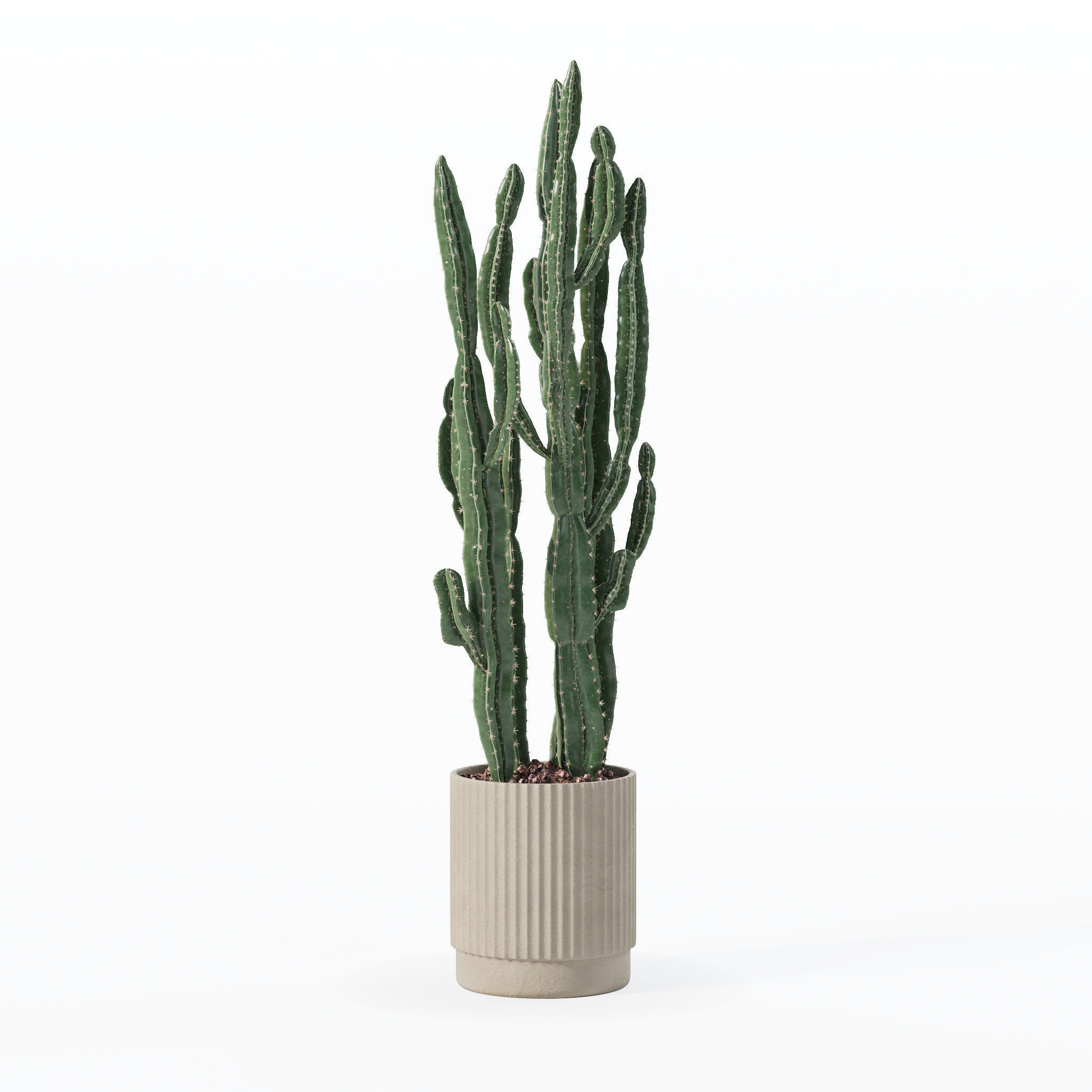 Euphorbia candelabrum cactus in modern flowerpot 3D model_3