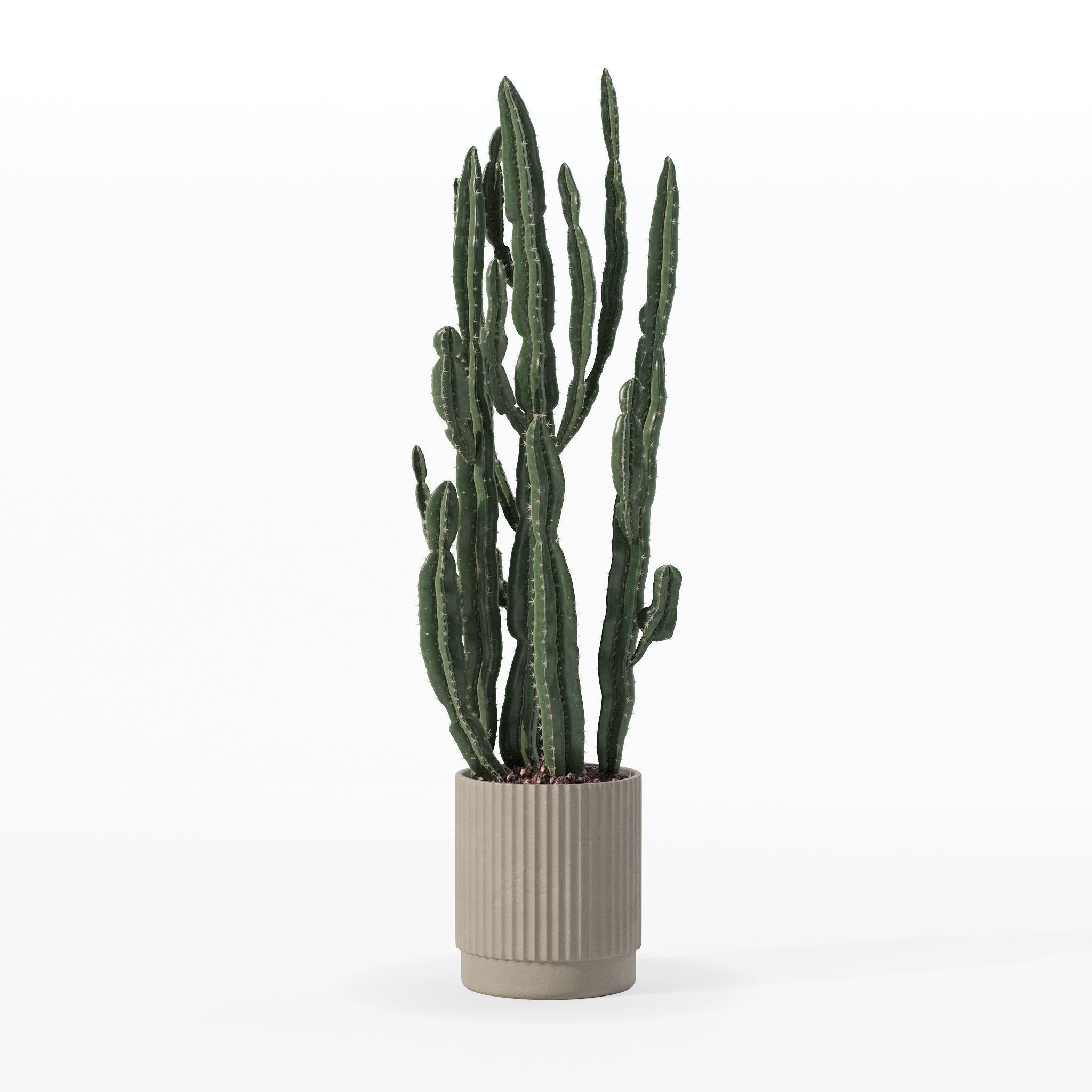 Euphorbia candelabrum cactus in modern flowerpot 3D model_17