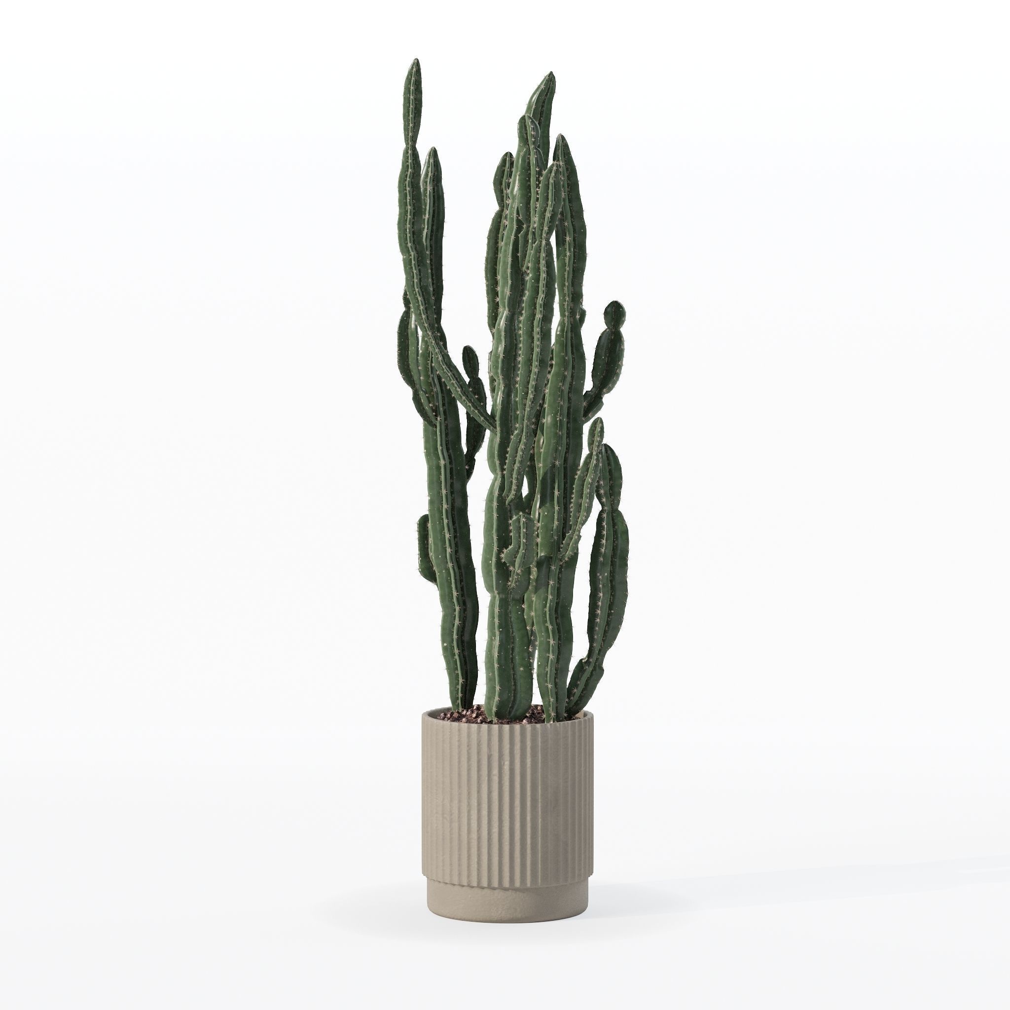 Euphorbia candelabrum cactus in modern flowerpot 3D model_10