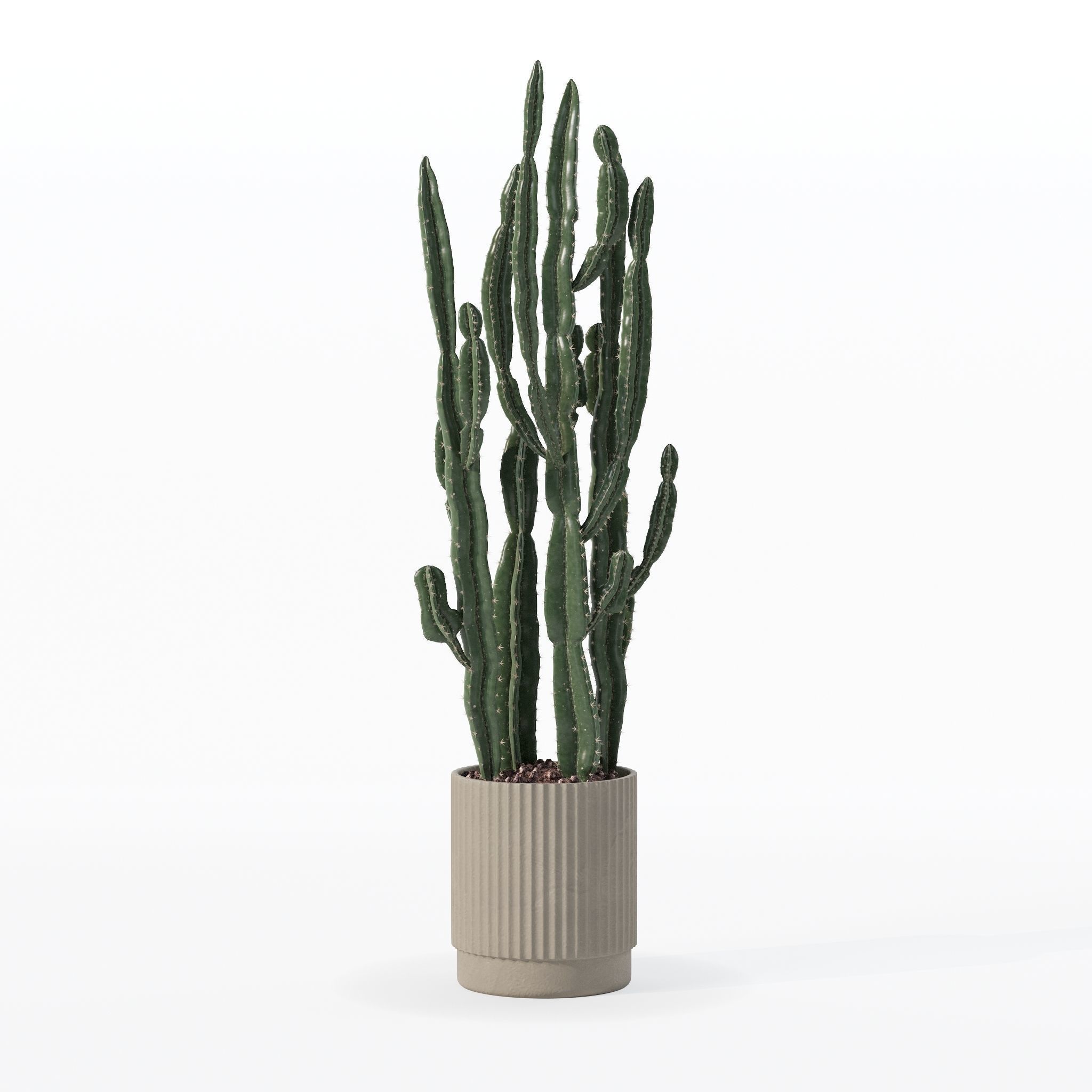 Euphorbia candelabrum cactus in modern flowerpot 3D model_27