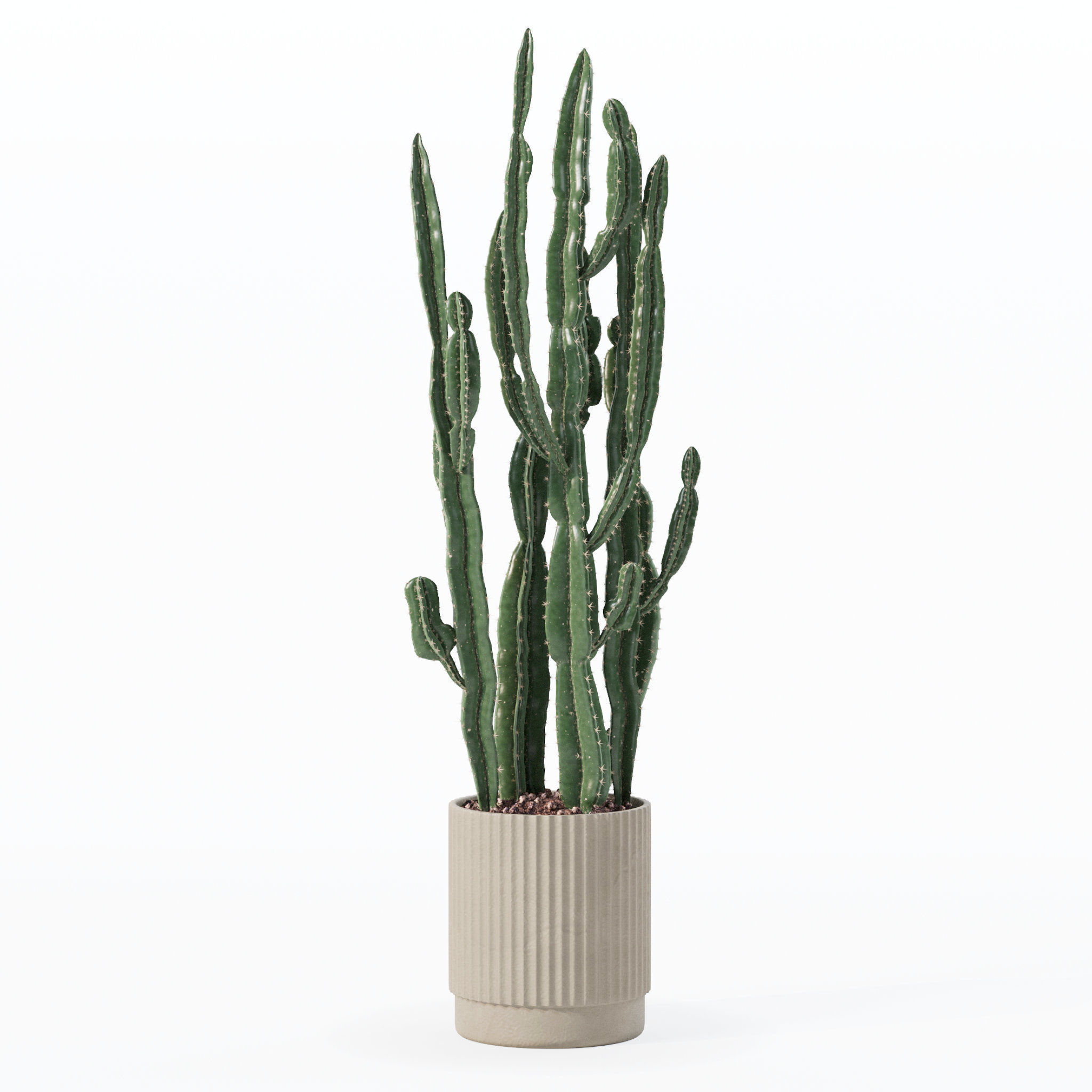 Euphorbia candelabrum cactus in modern flowerpot 3D model_2