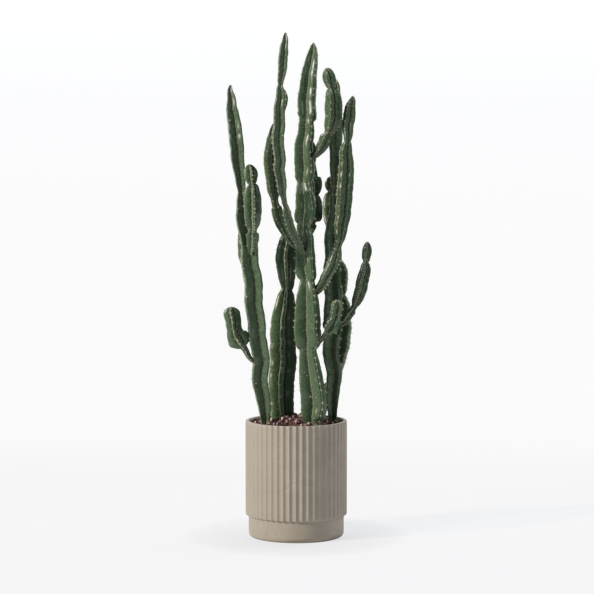 Euphorbia candelabrum cactus in modern flowerpot 3D model_29