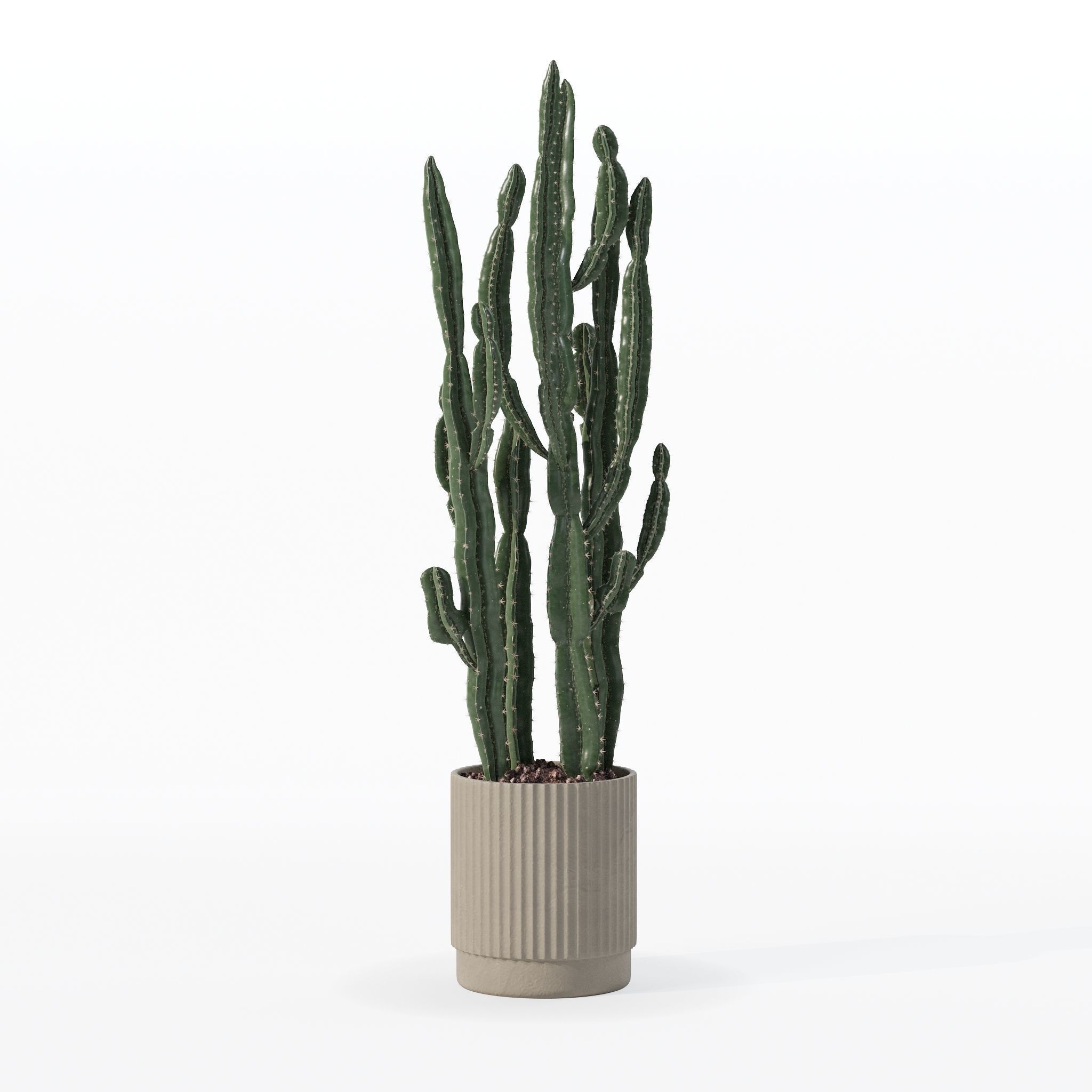 Euphorbia candelabrum cactus in modern flowerpot 3D model_26