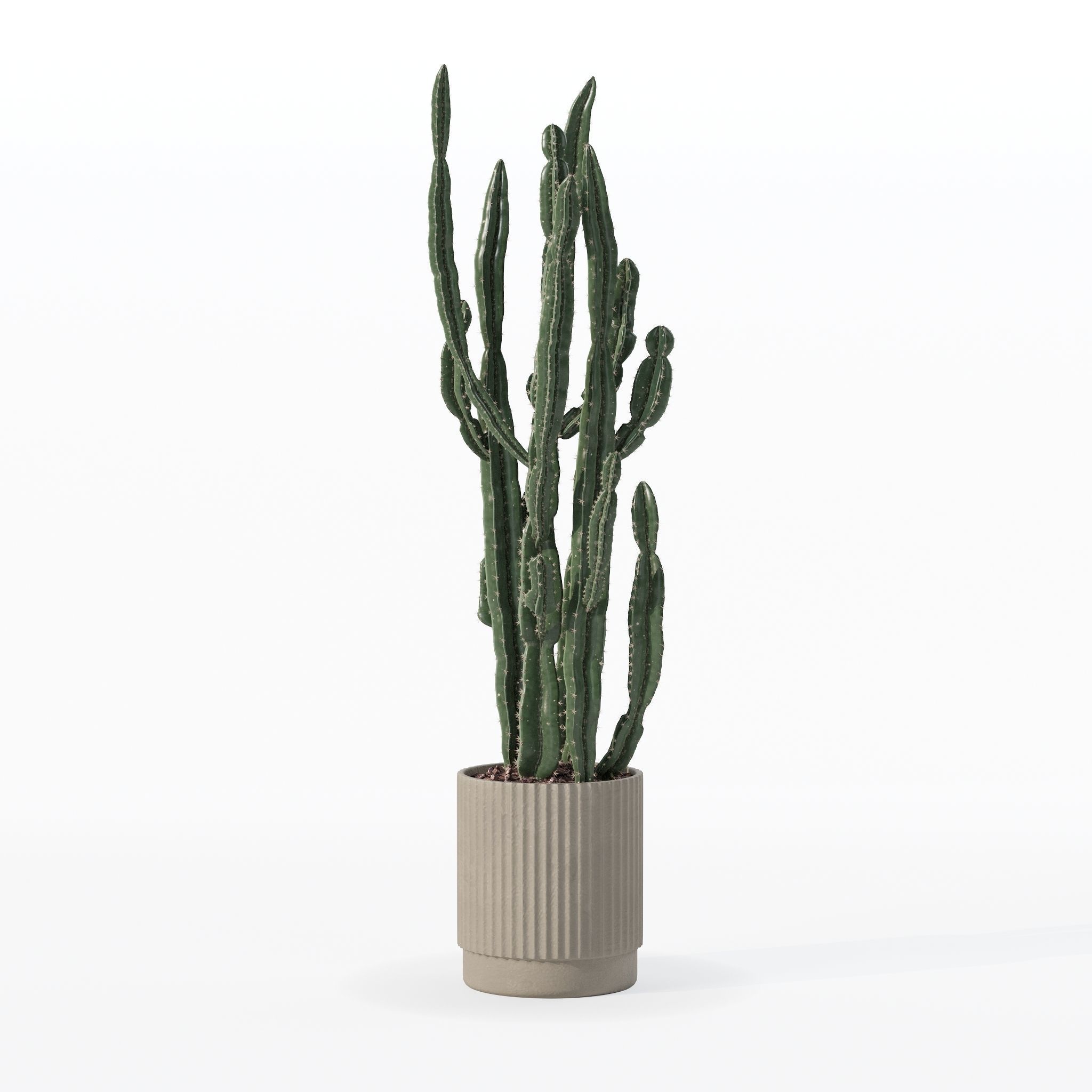 Euphorbia candelabrum cactus in modern flowerpot 3D model_11