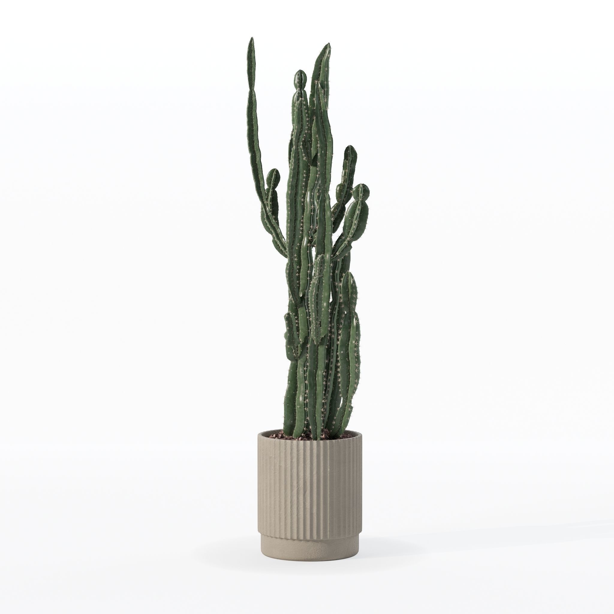 Euphorbia candelabrum cactus in modern flowerpot 3D model_12