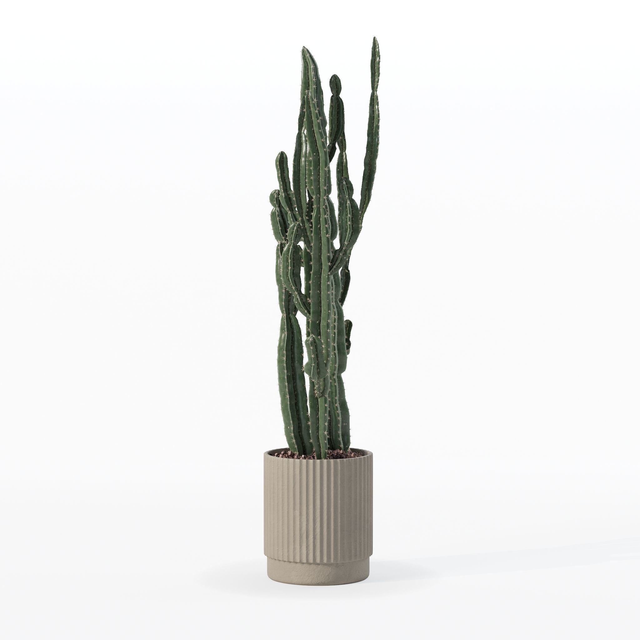 Euphorbia candelabrum cactus in modern flowerpot 3D model_22