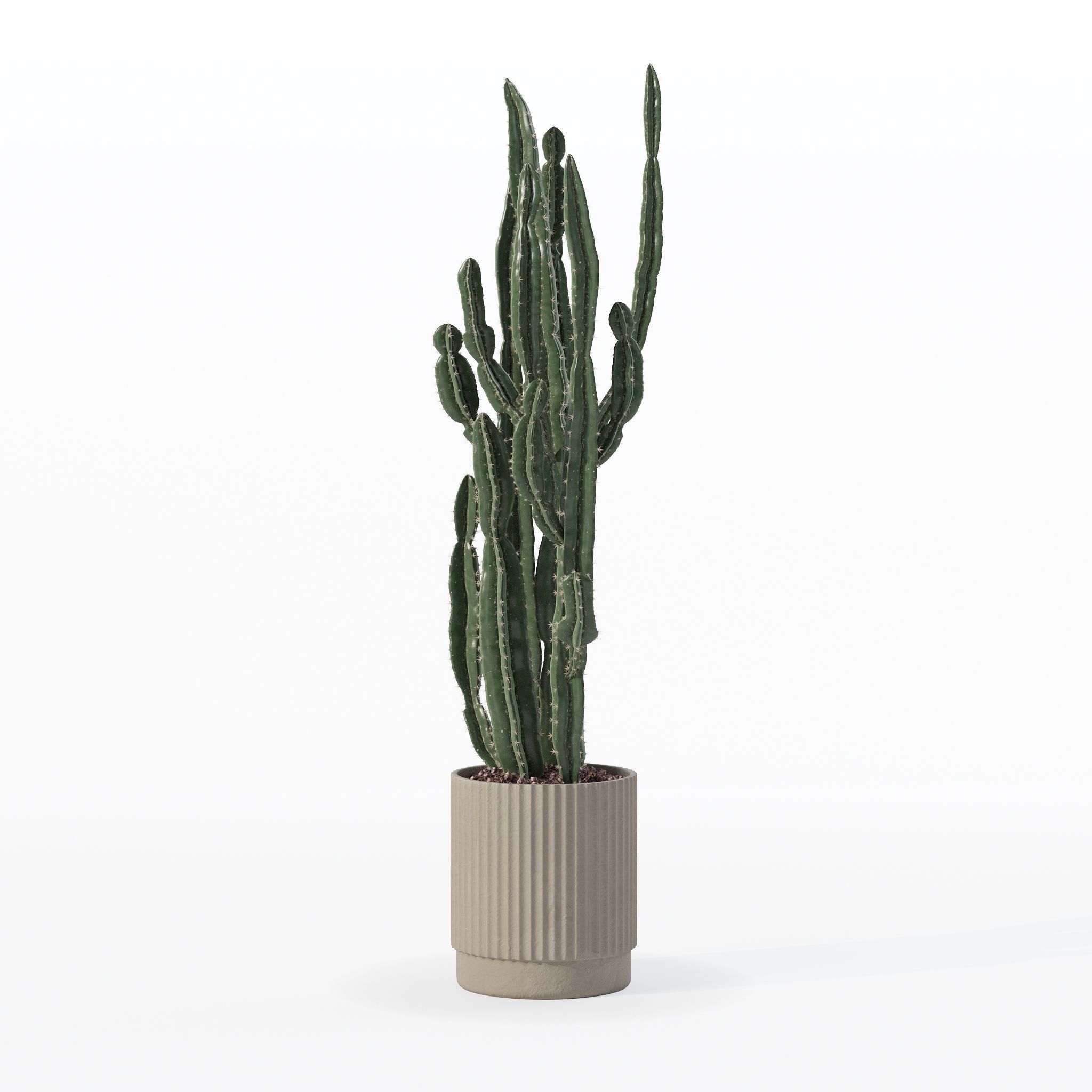 Euphorbia candelabrum cactus in modern flowerpot 3D model_20