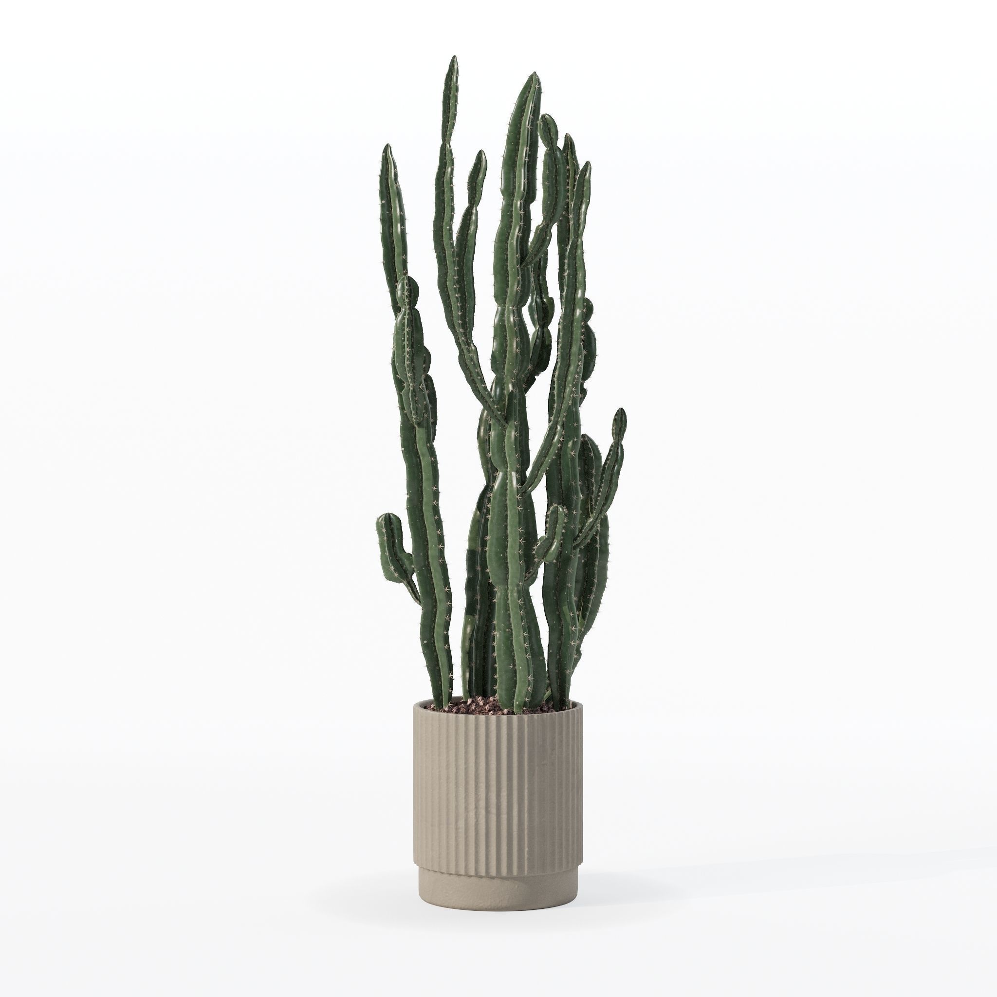 Euphorbia candelabrum cactus in modern flowerpot 3D model_7