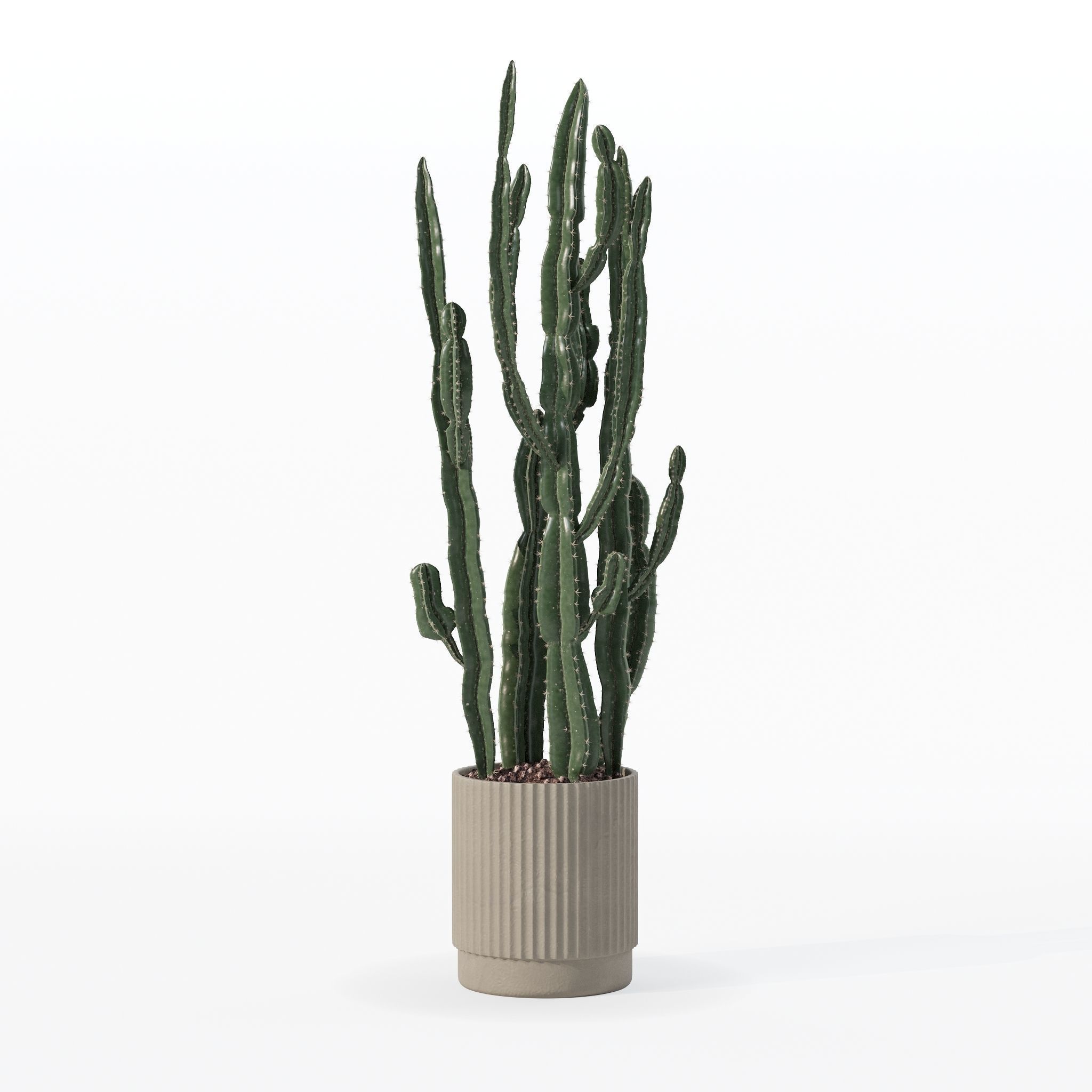 Euphorbia candelabrum cactus in modern flowerpot 3D model_6