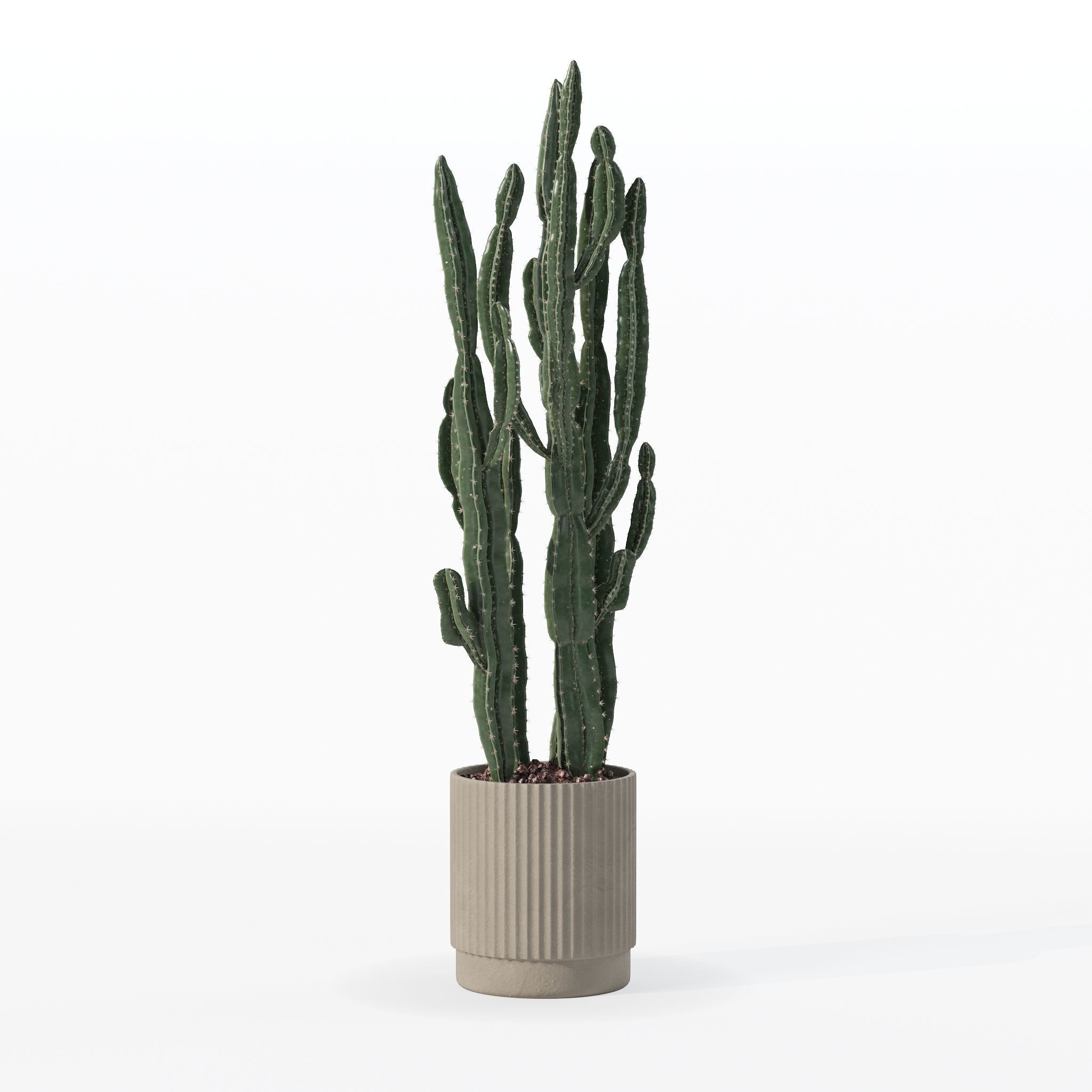 Euphorbia candelabrum cactus in modern flowerpot 3D model_25