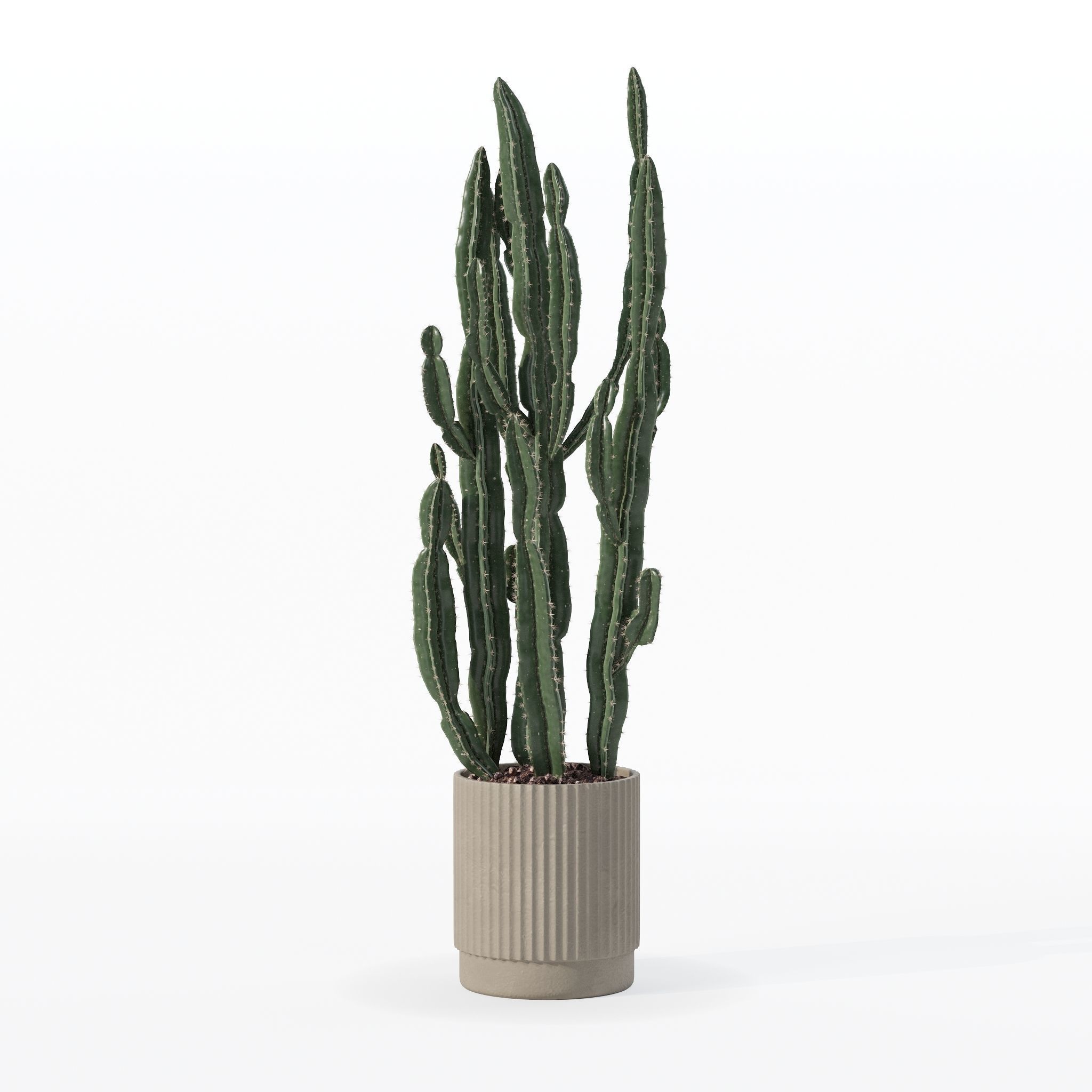 Euphorbia candelabrum cactus in modern flowerpot 3D model_18