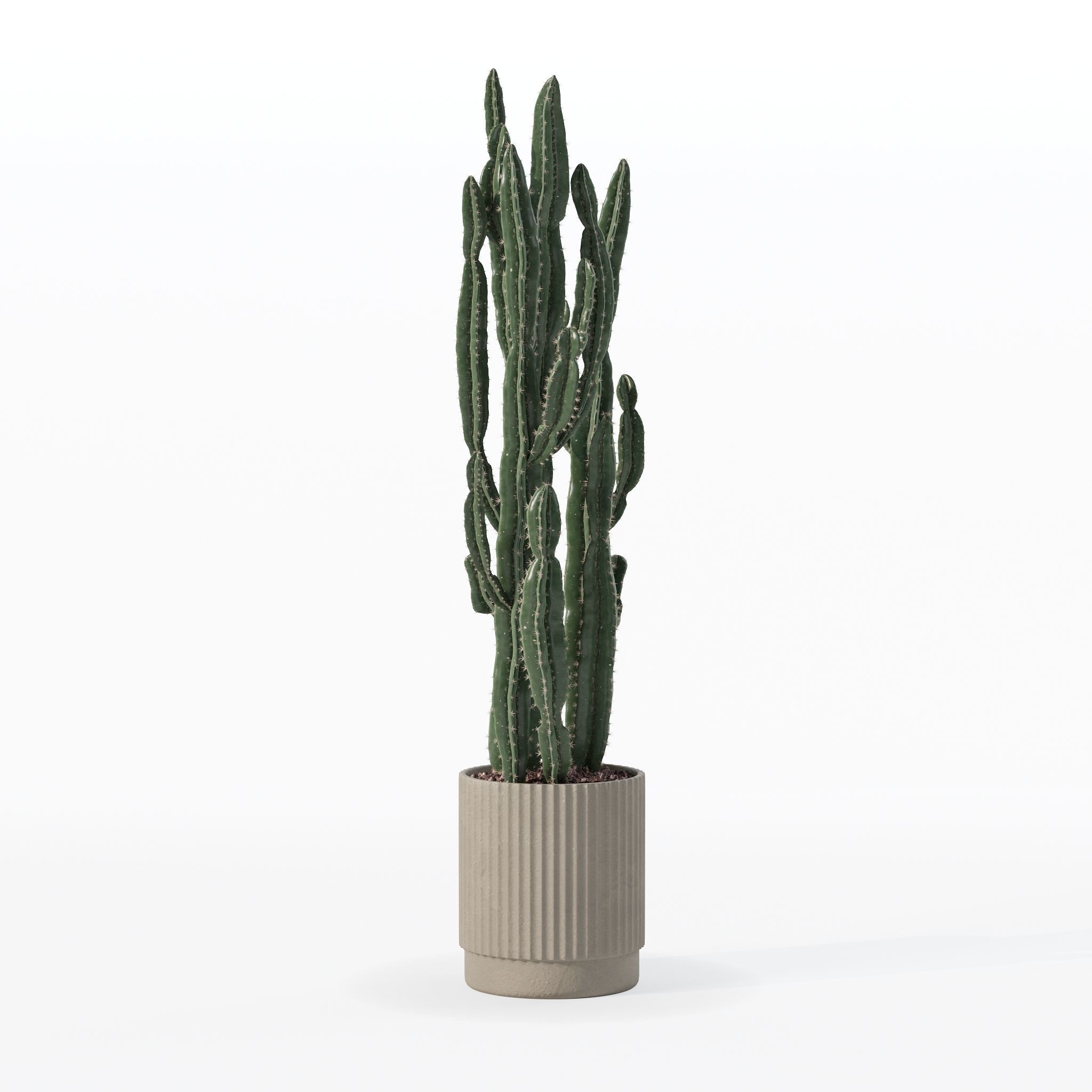 Euphorbia candelabrum cactus in modern flowerpot 3D model_14