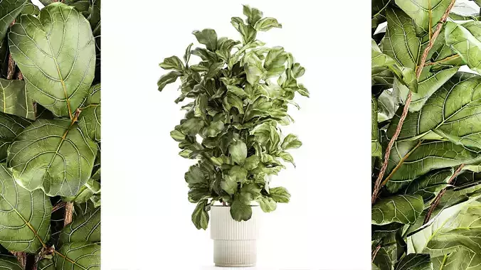 Tree in modern white flower pot Ficus lyrata 1459