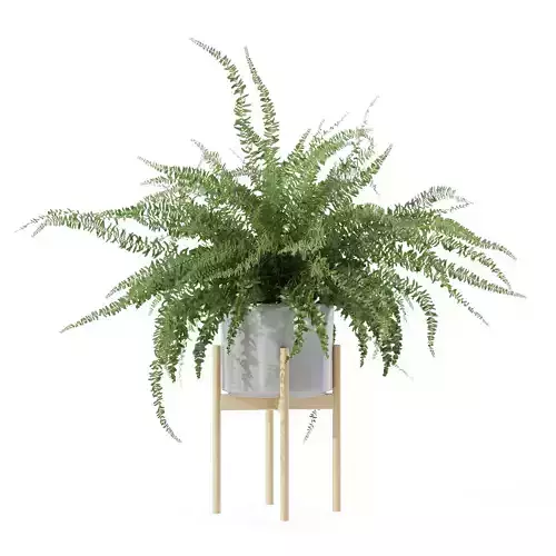 Big fern in modern flower pot