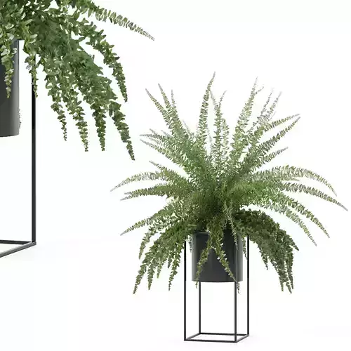 Fern in modern flowerpot